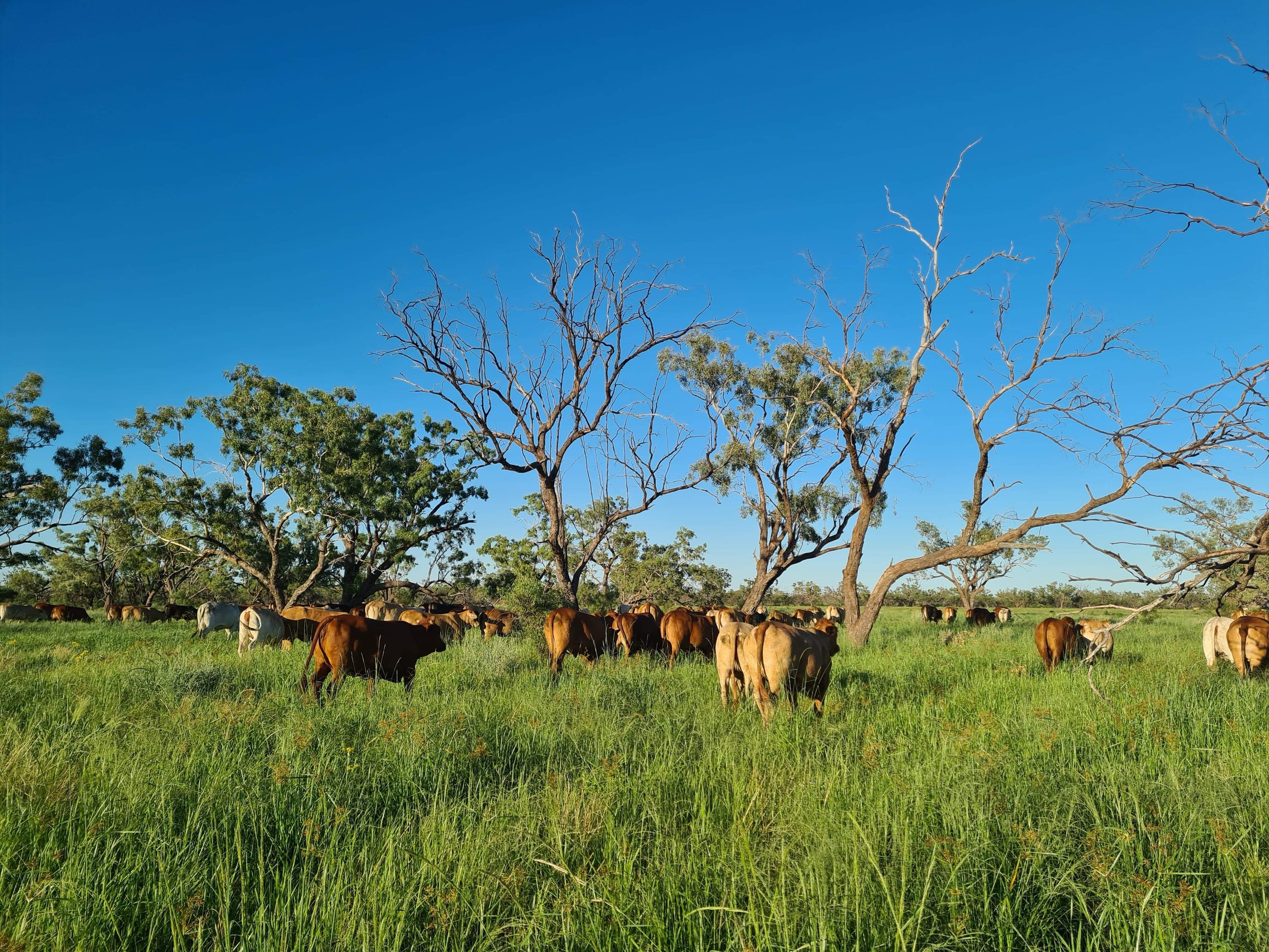 Constance Cattle