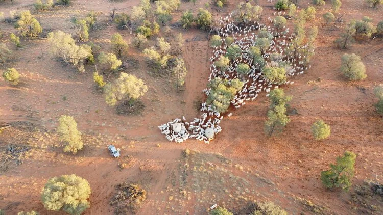 SLM Australia Livestock Fund holds First Closing at AU$75 million
