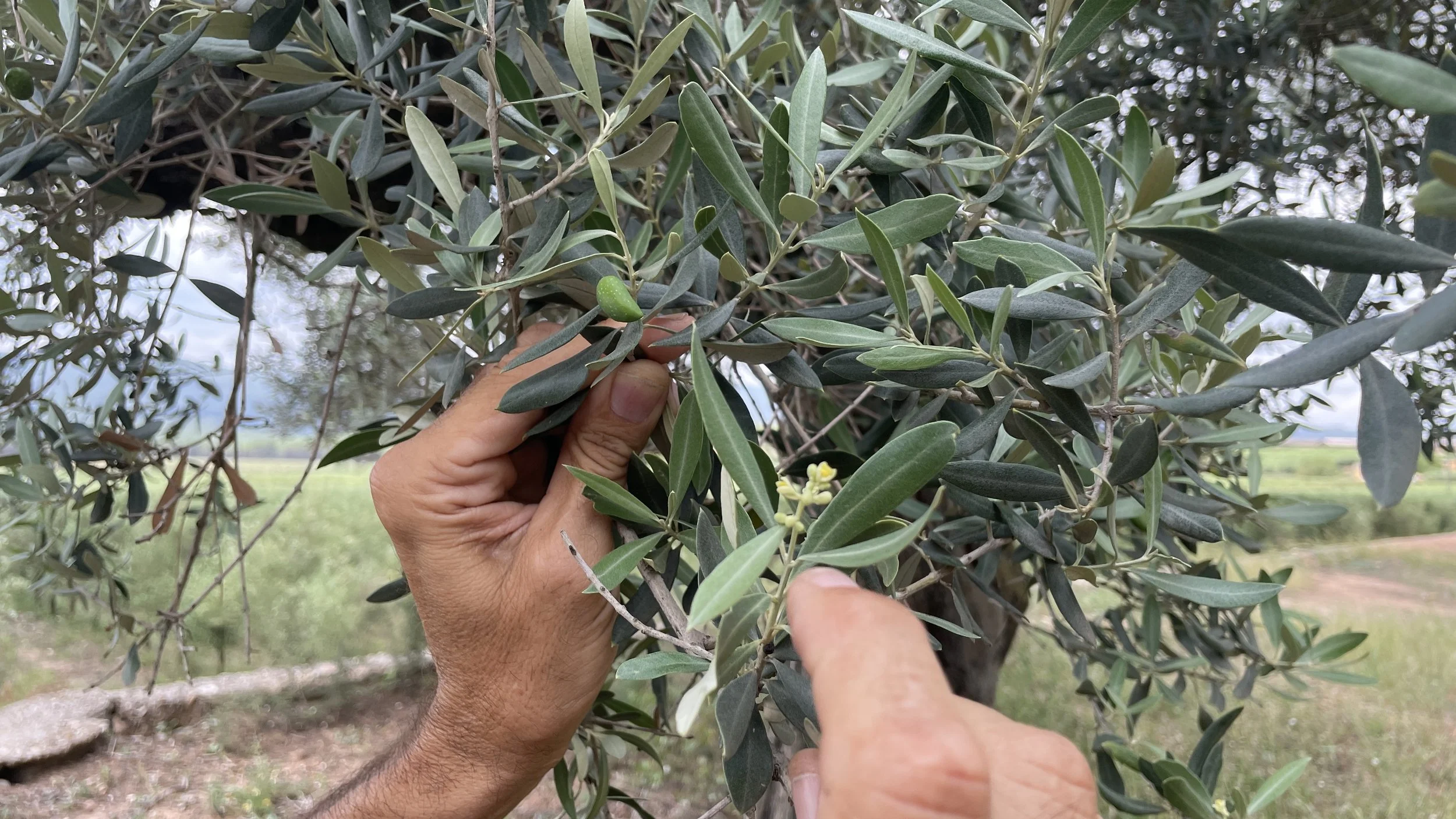 SLM Partners completes 5th permanent crop deal in Iberia in partnership with Masia El Carmen