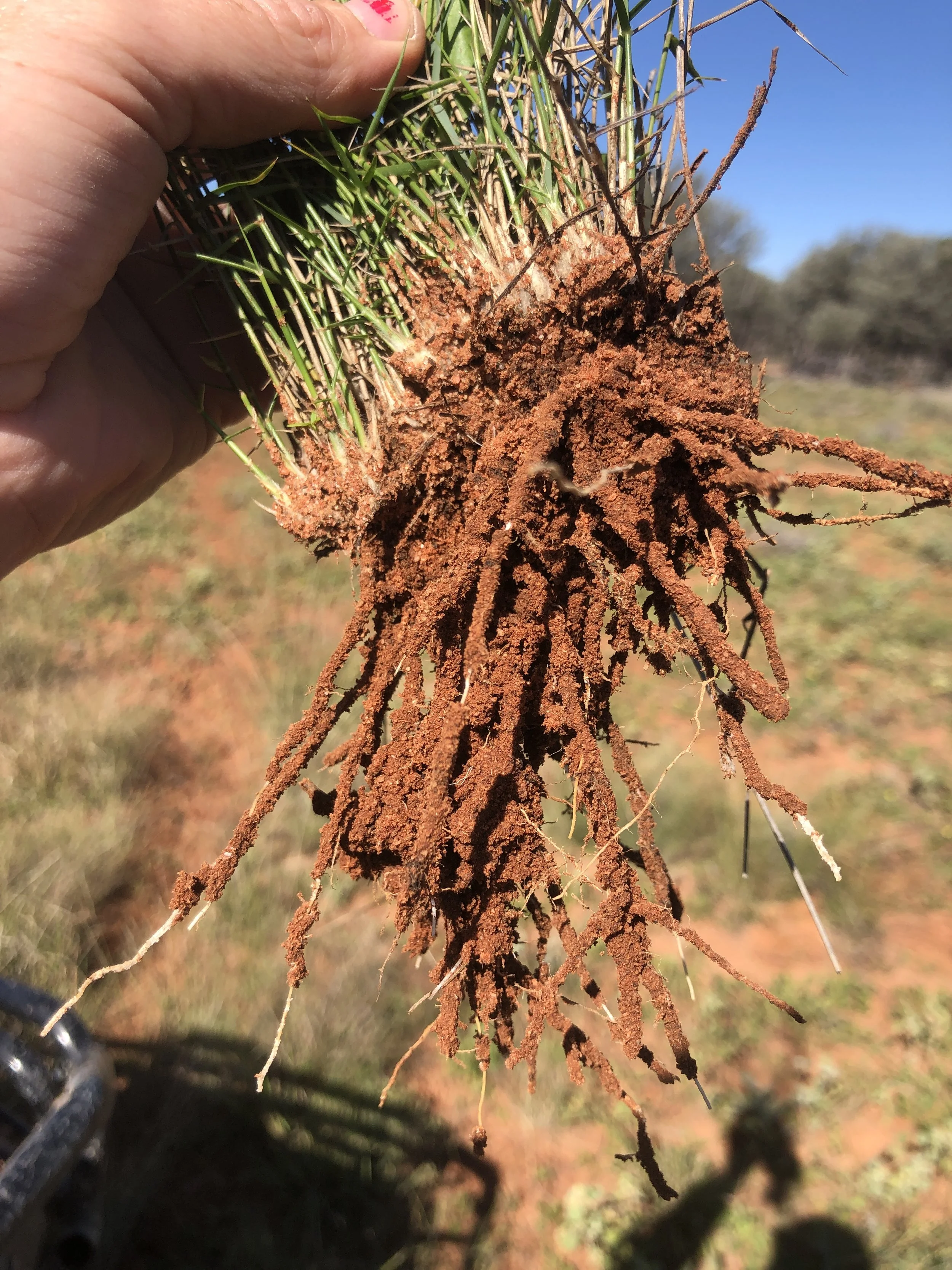 Alternative regenerative land management
