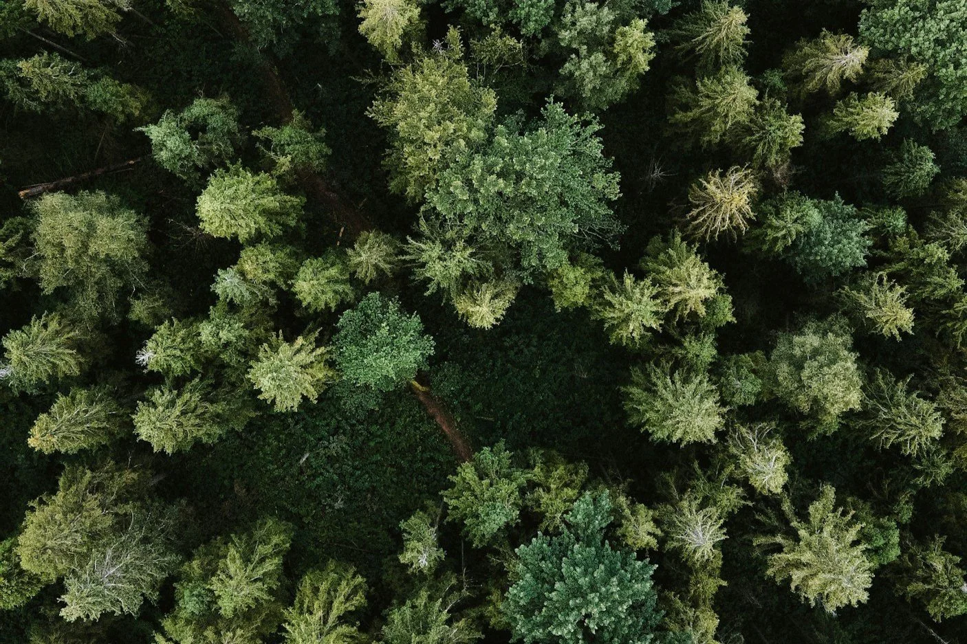Europe - the new forestry investment frontier