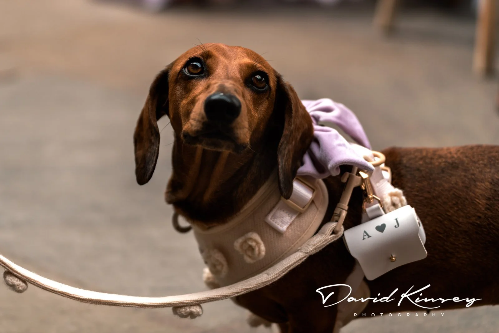 Exclusive Dog Friendly Wedding Venue Derbyshire