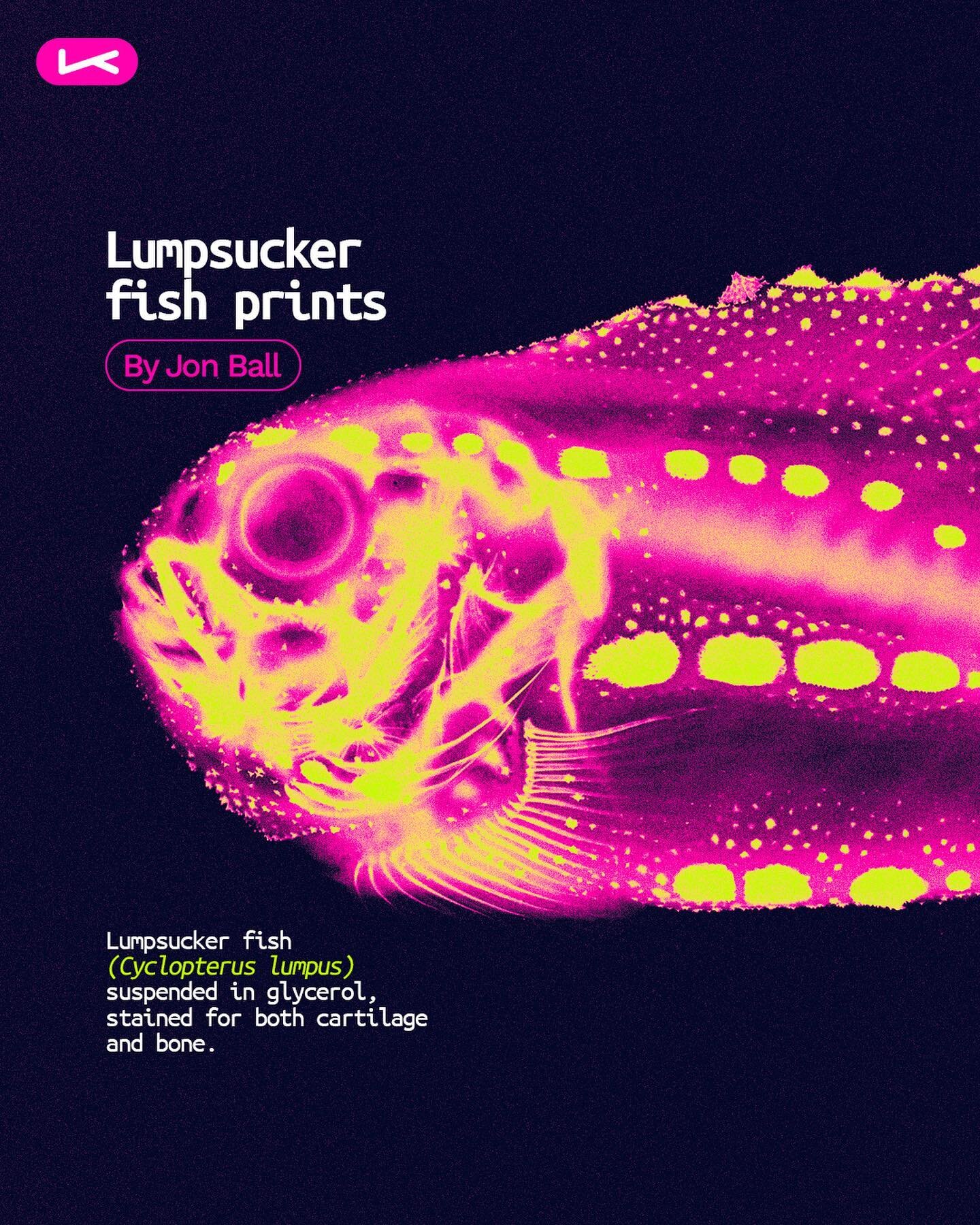 Artivism is here! Discover the work behind &ldquo;Lumpusck fish prints&rdquo; by Jon Bell @uniofexeter 🐟🧪

Tissues fixed with Alicen Blue (cartilage) and Alizarin Red (bone). 

This art was one of the arts in the first series of the Biosecurity Art