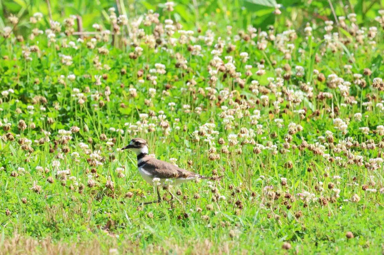 killdeer.PNG