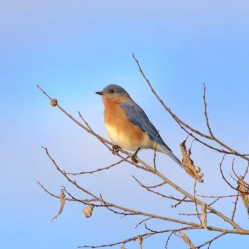 bluebird.jpg