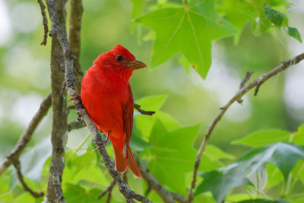 tanager.PNG