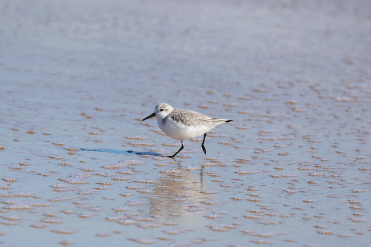 sanderling.PNG