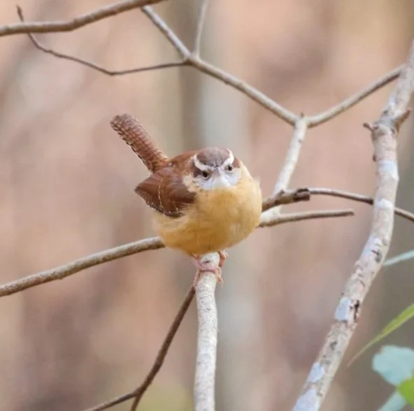 wren.jpg