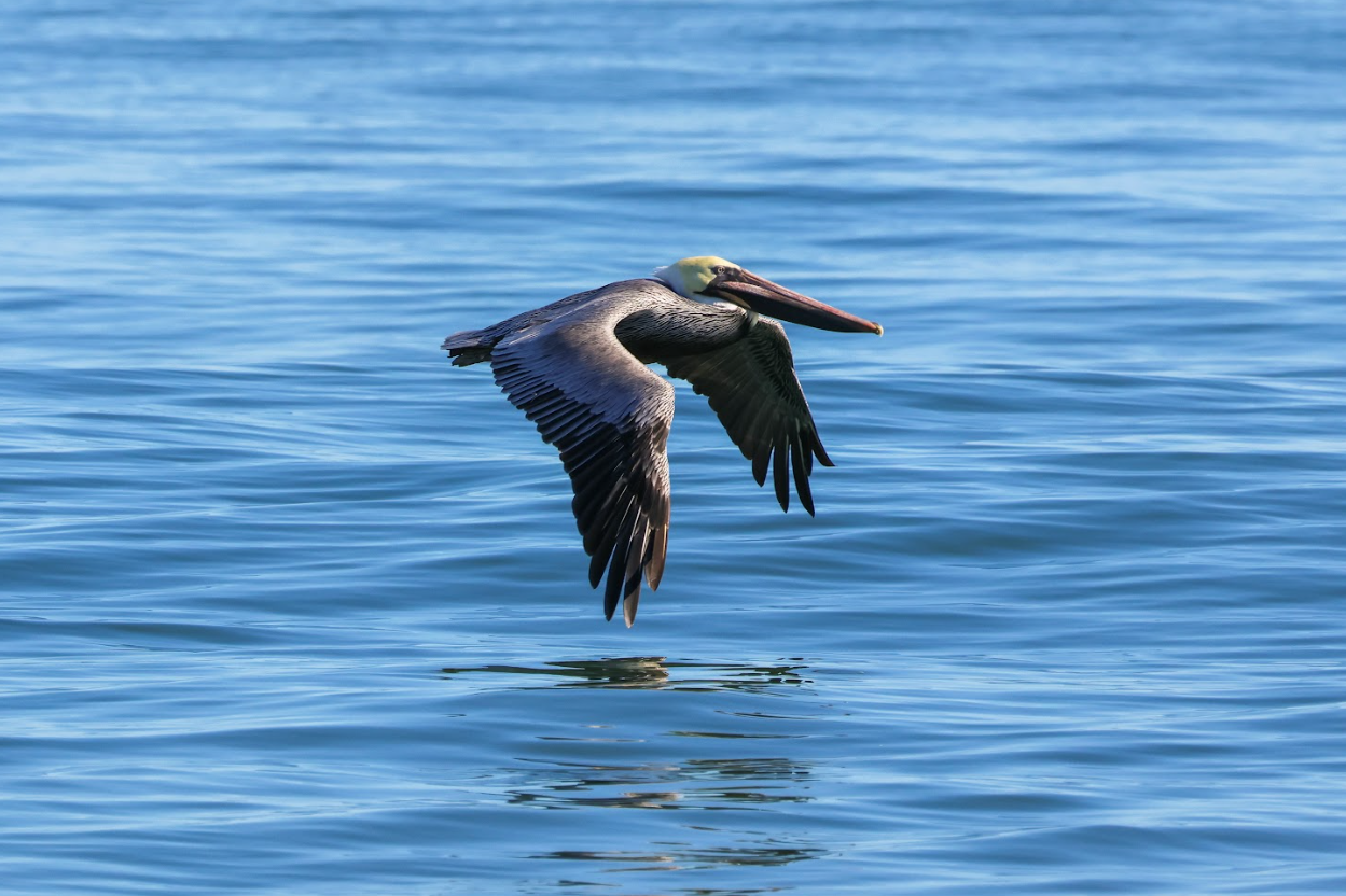 pelican.PNG