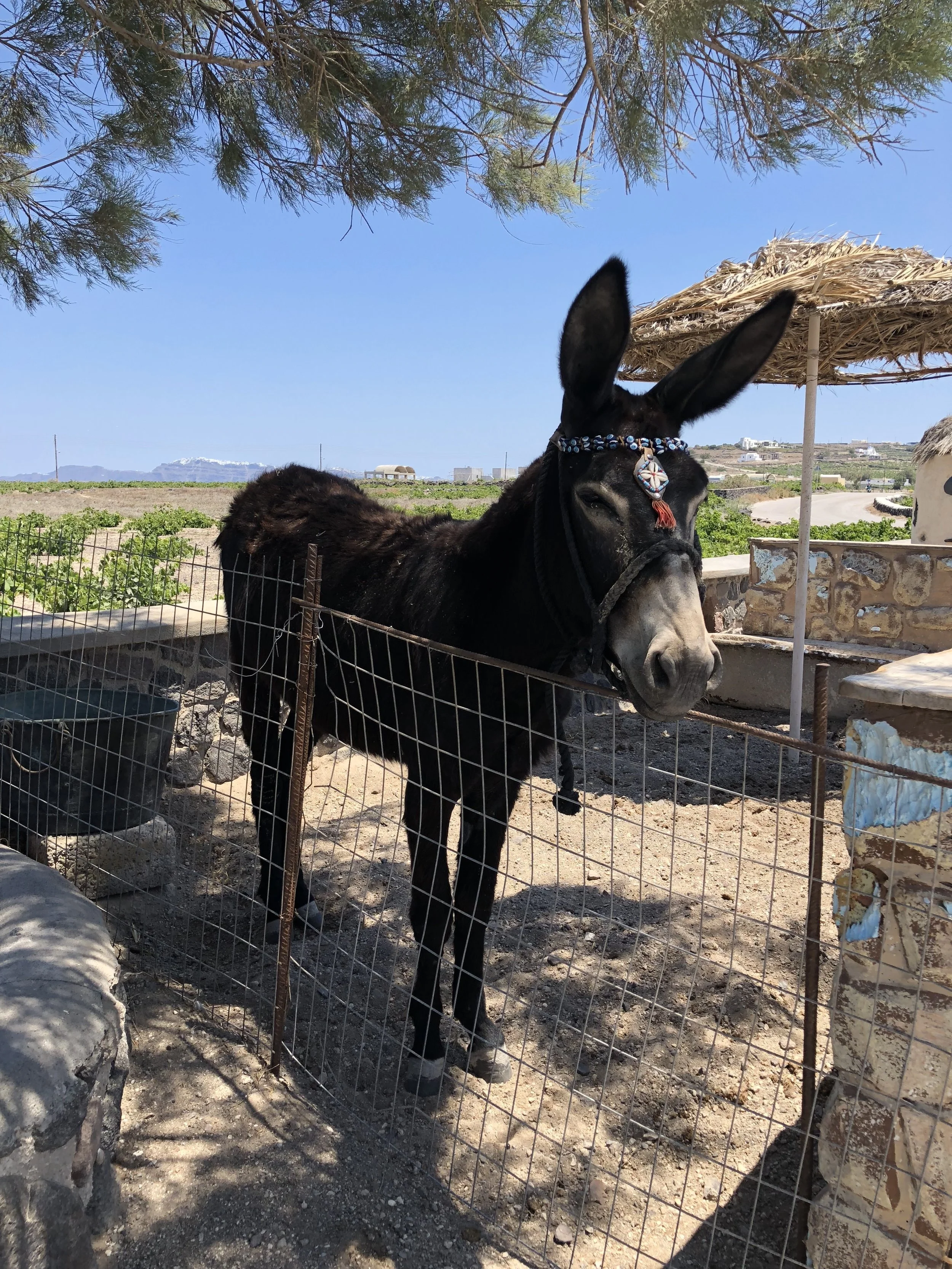 Santorini Travel Guide14.jpeg