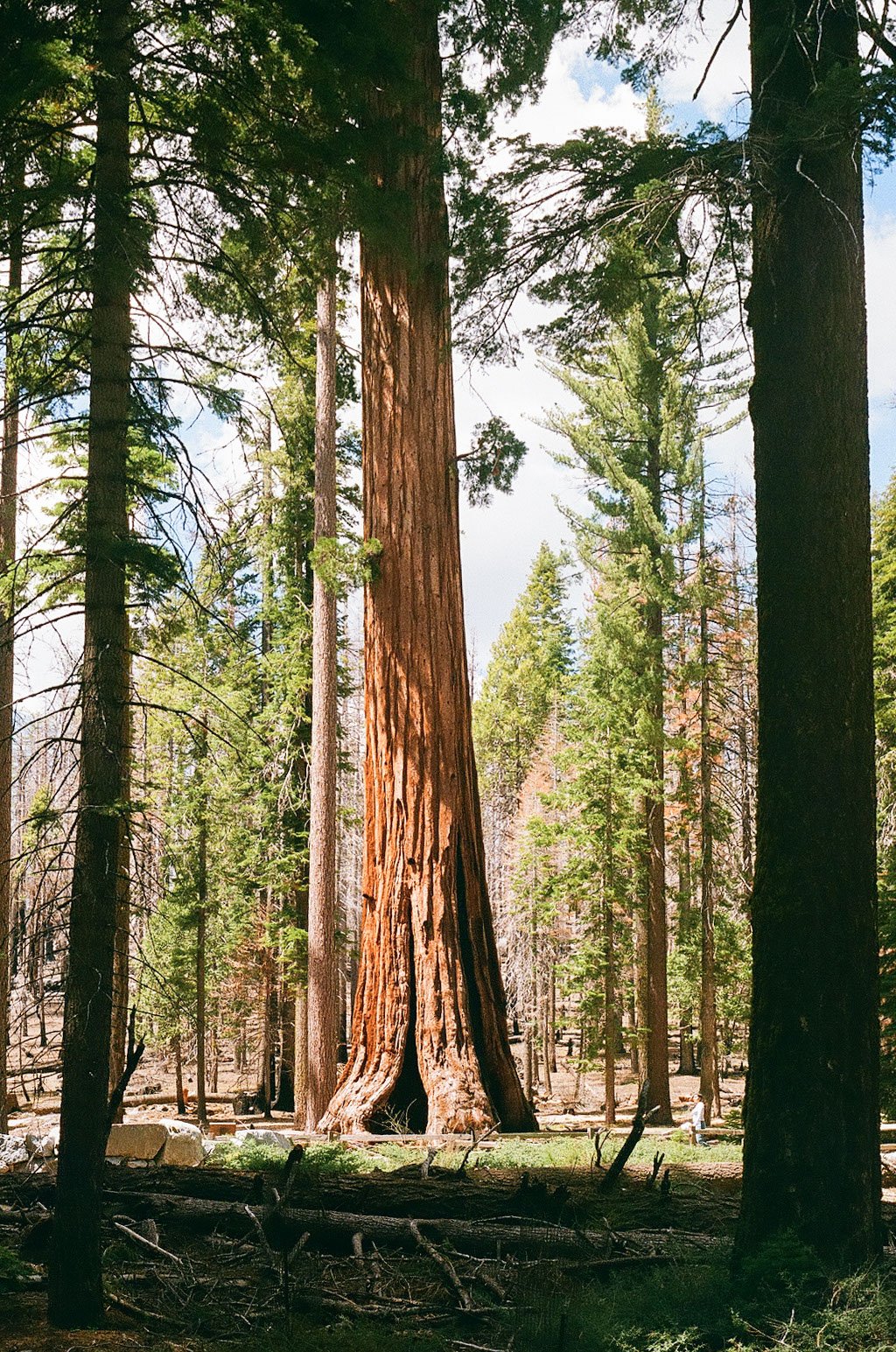 yosemite_film_0153.JPEG