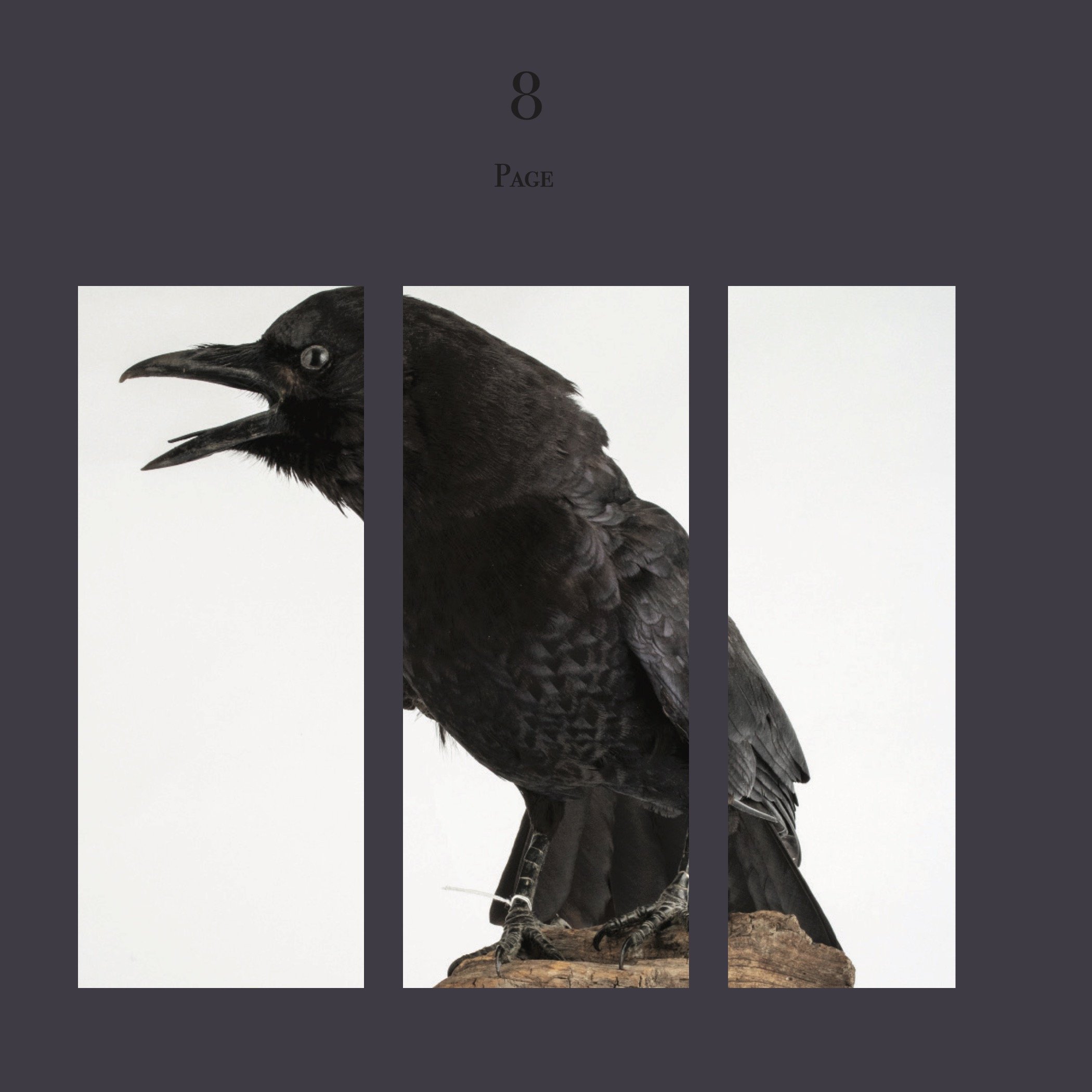 crow_book_p9.jpg
