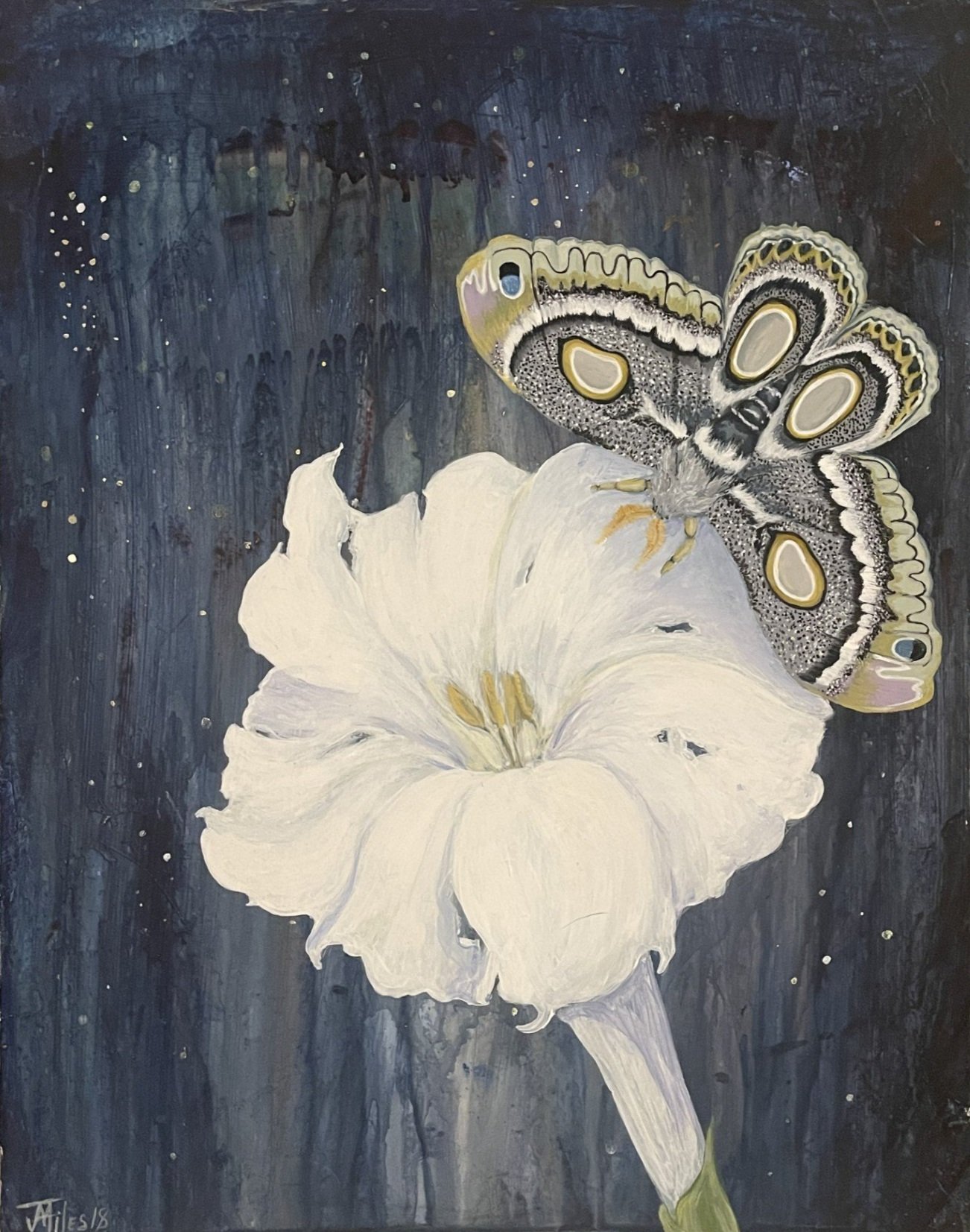 Atlas Moth