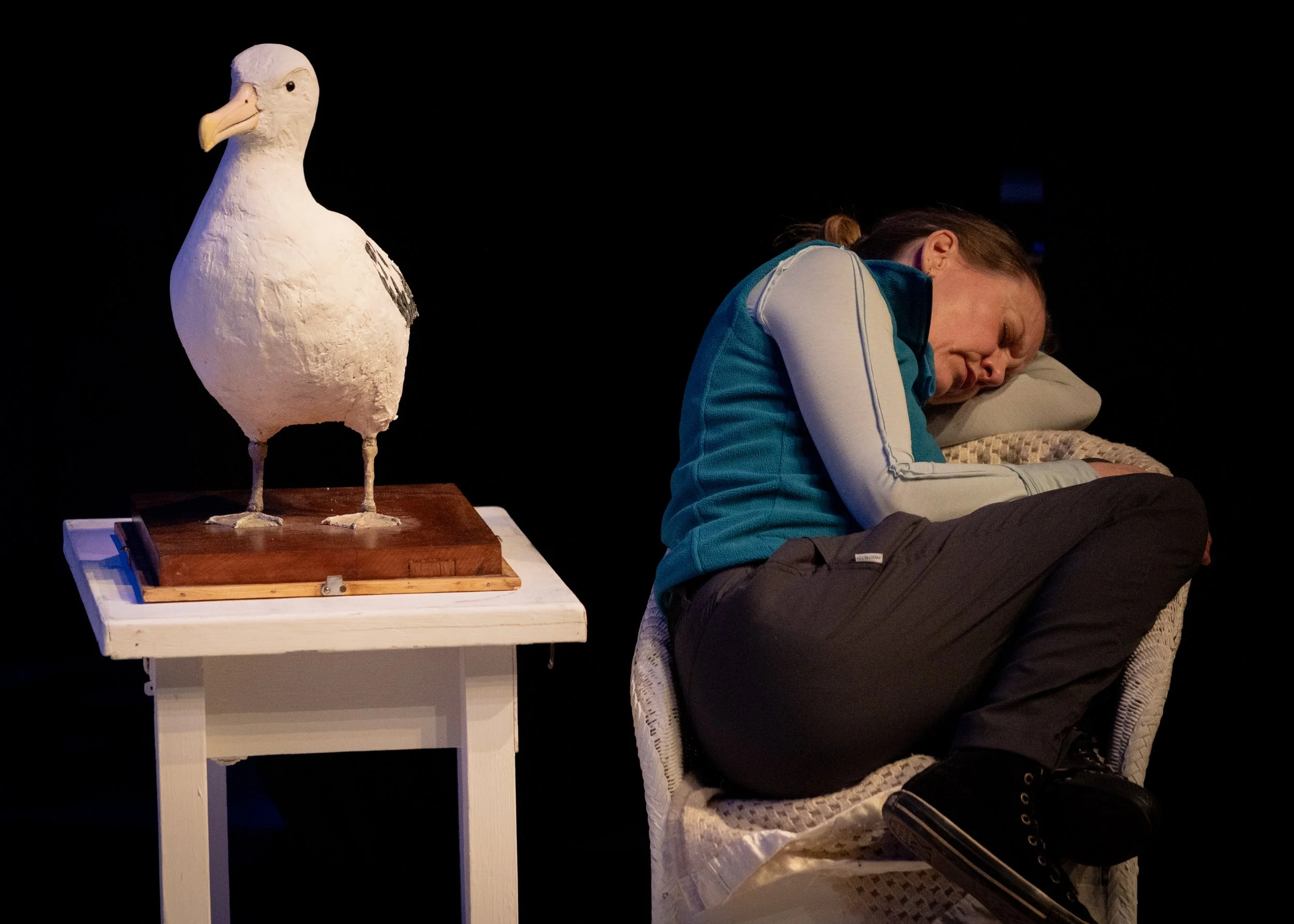 Albatross