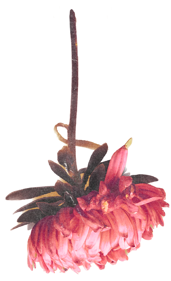 IDEAFLOR images-03.png