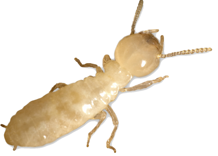 Best Termite Infestation Treatments for Homes in Raleigh Area