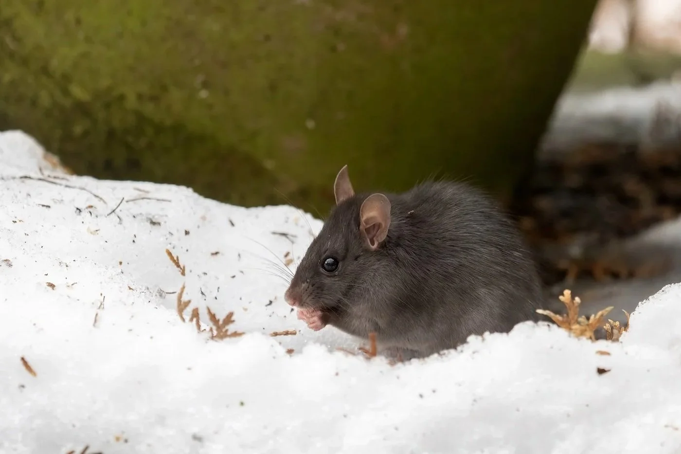 close up of a wild pest rat outside in snow