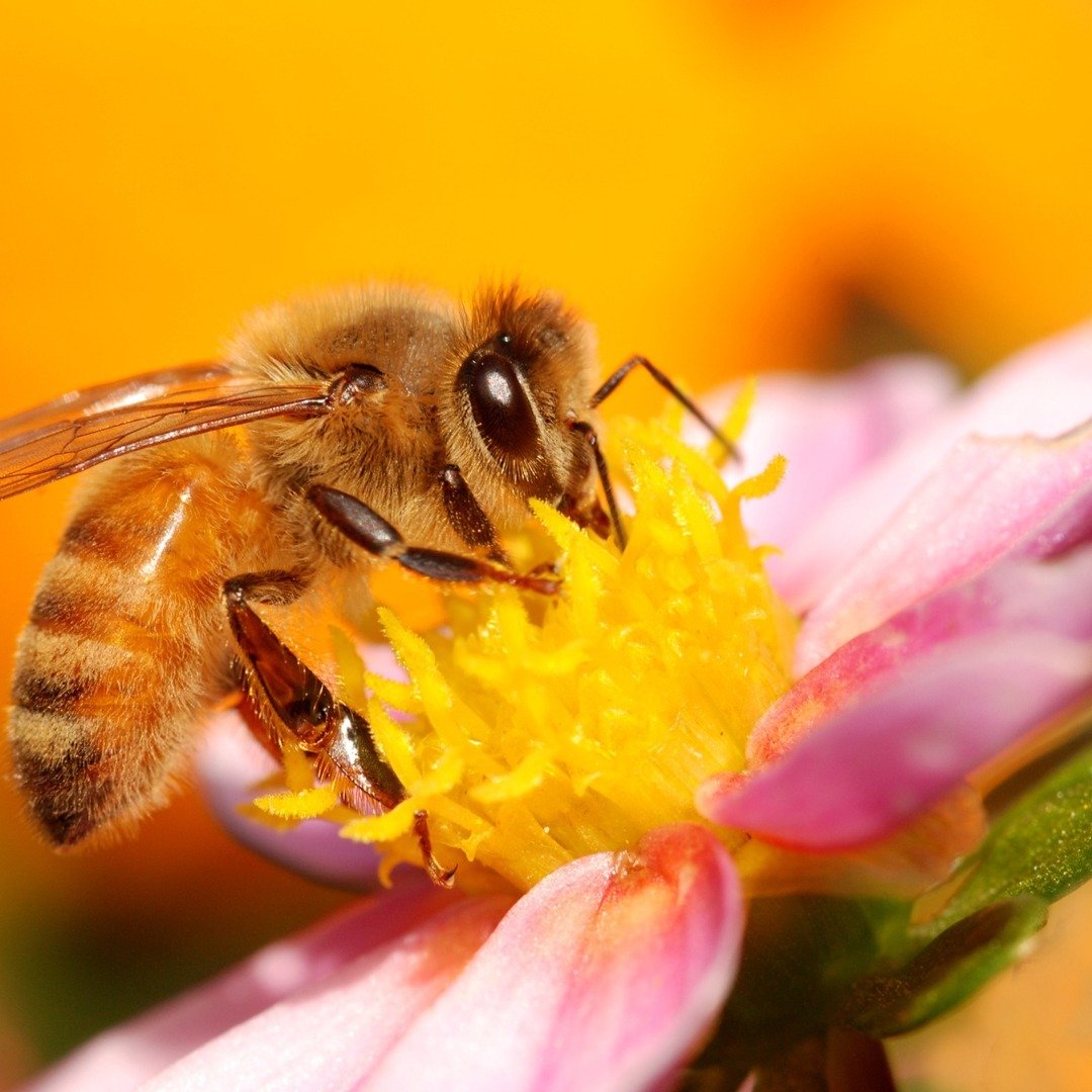 Apitherapy is a natural therapy that uses products made by honeybees for medicinal and/or therapeutic purposes. These products include, but are not limited to honey, bee venom, royal jelly, bee pollen propolis, beeswax, and beebread. It is also often