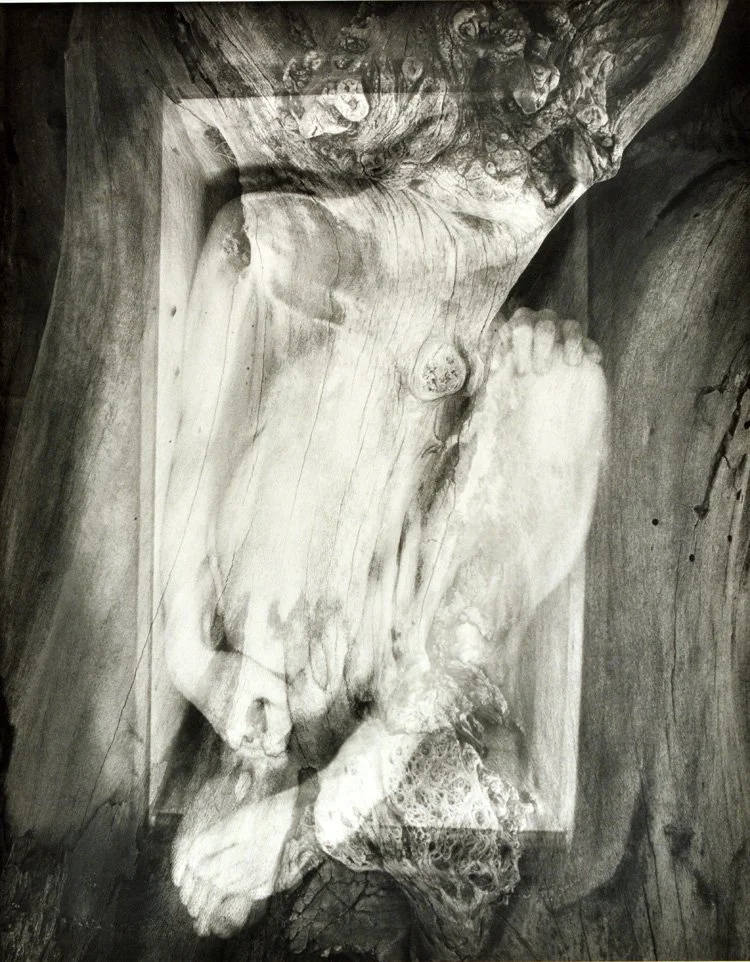 Pine Box by Lisa Gray