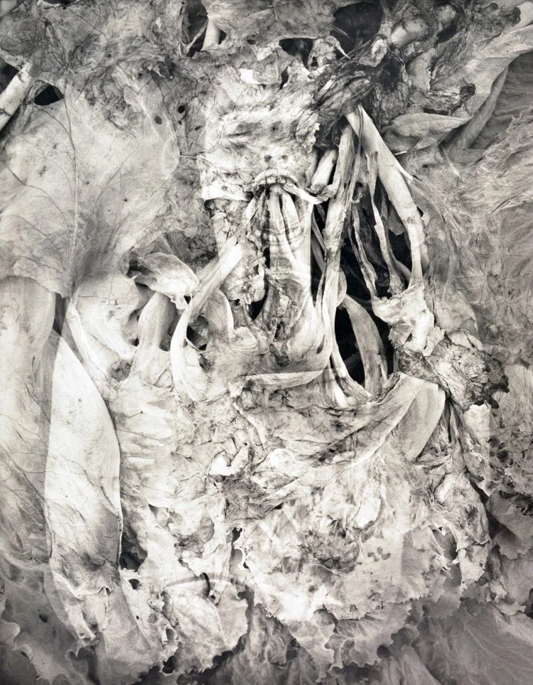 Lisa Gray "Spoils of Nature"