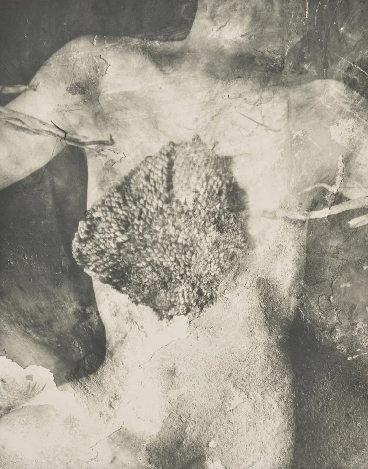 "Seeds of Discord" by Lisa Gray