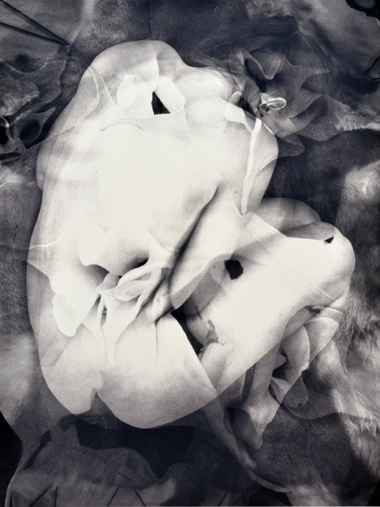 Lisa Gray "Immaculate"