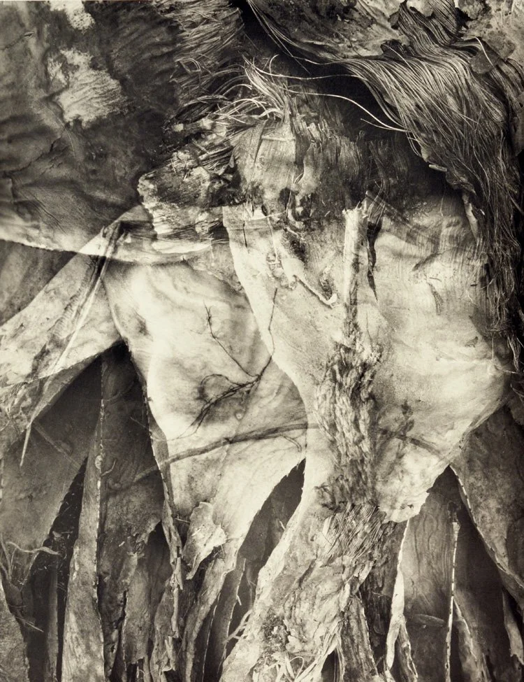 "In the Cornfield" by Lisa Gray