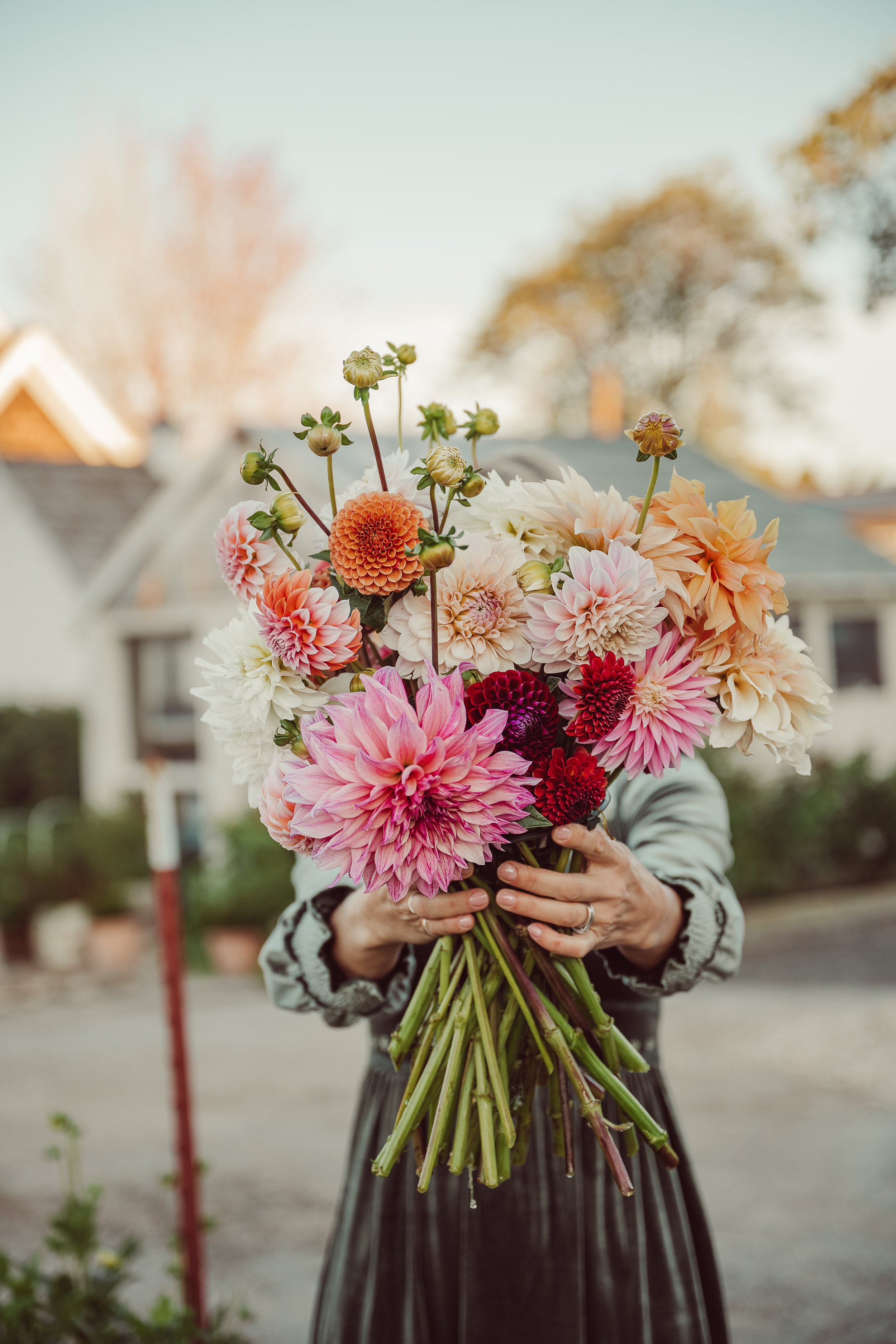 Dahlia Tuber Workshop