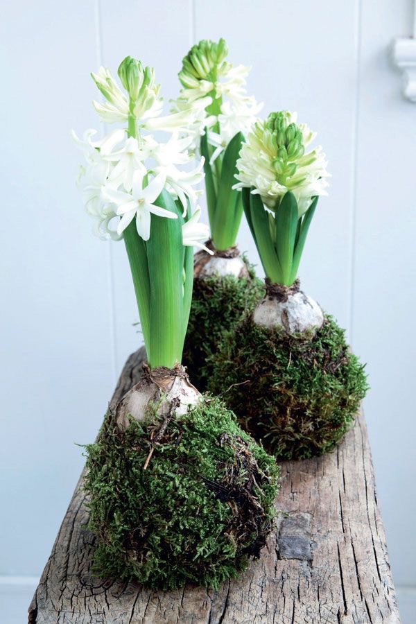Hyacinth Kokedama