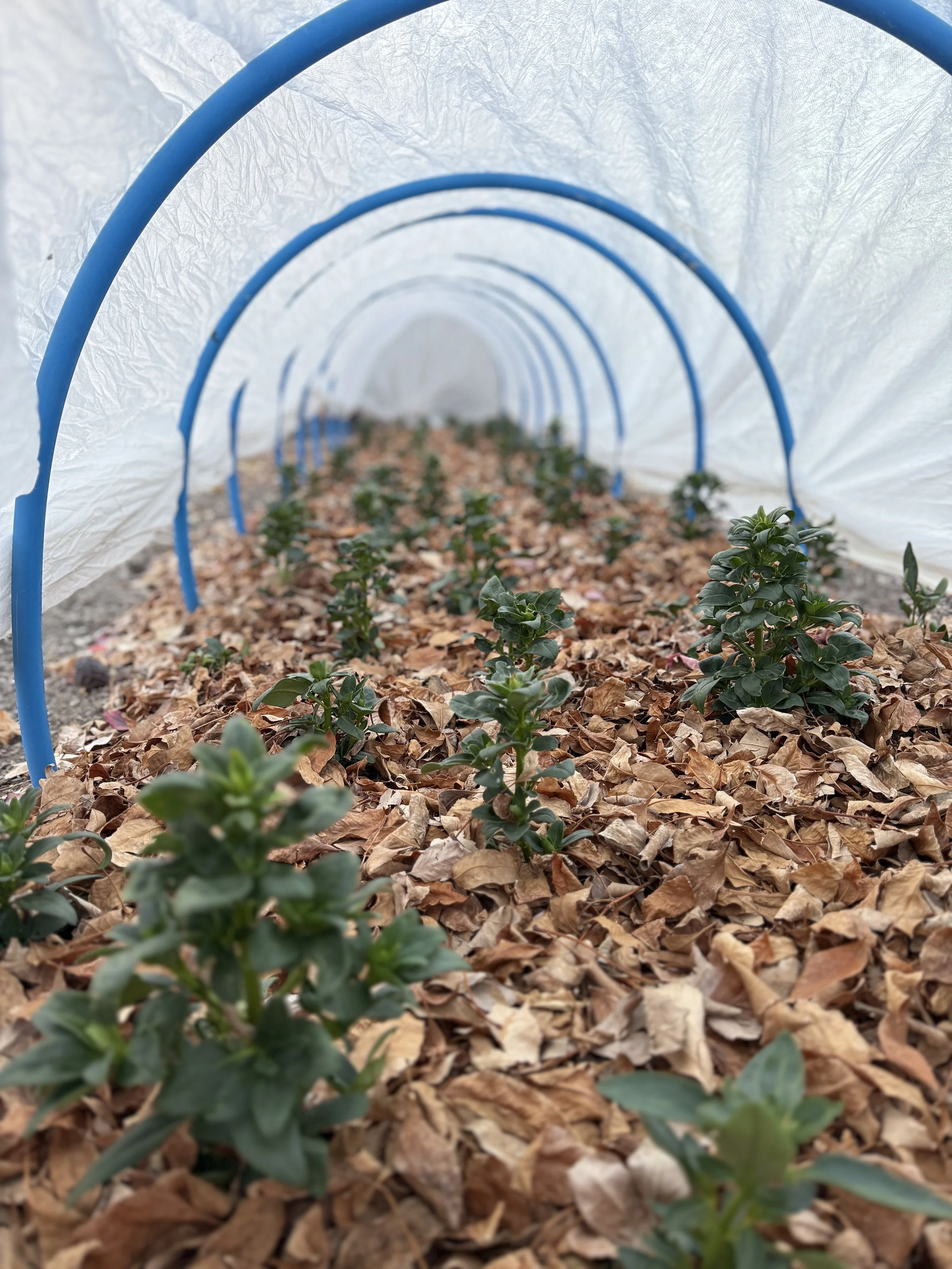 5 Ways to Style Dried Flowers for a Cozy Fall Home