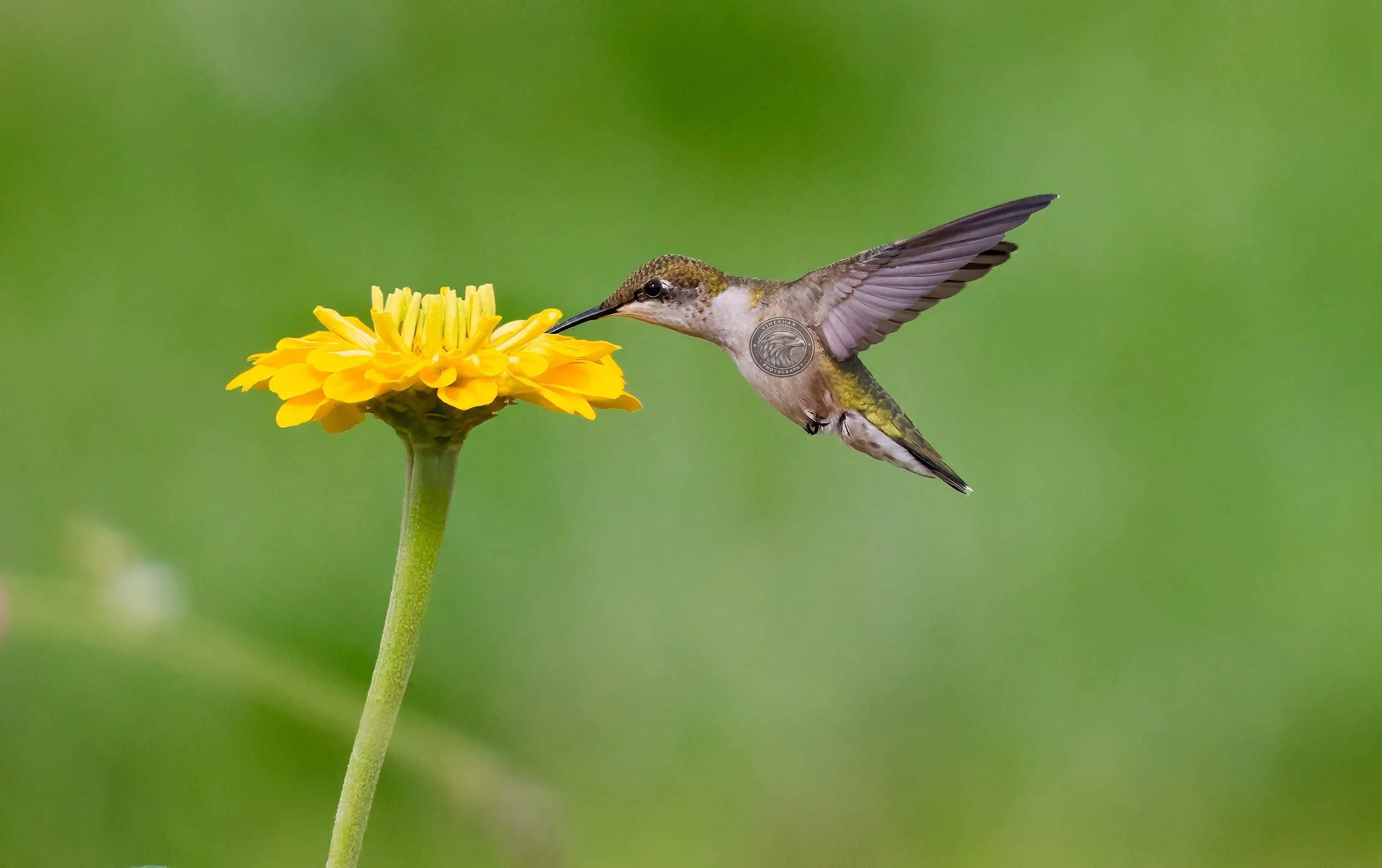 hummingbird78.jpg