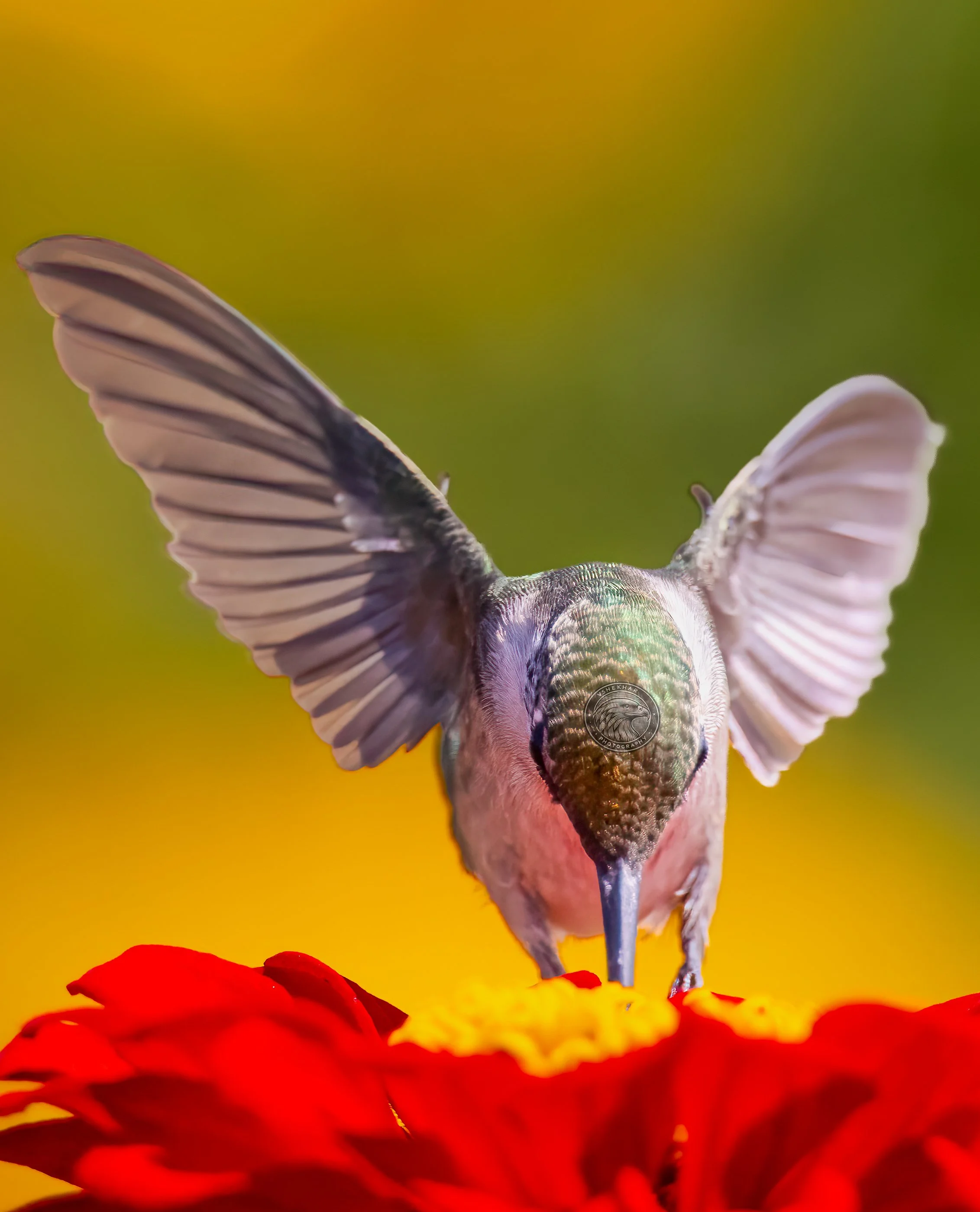 hummingbird83.jpg