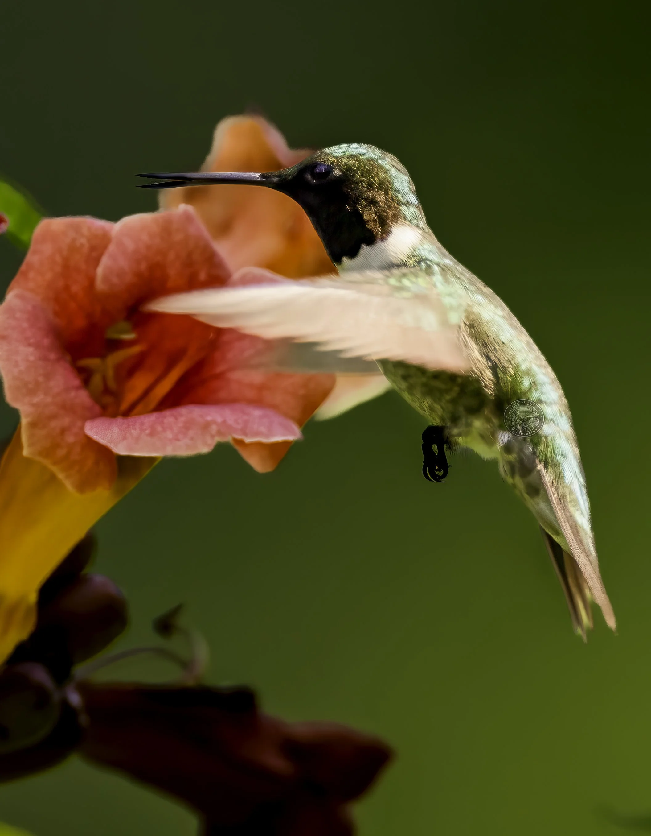 hummingbird42.jpg