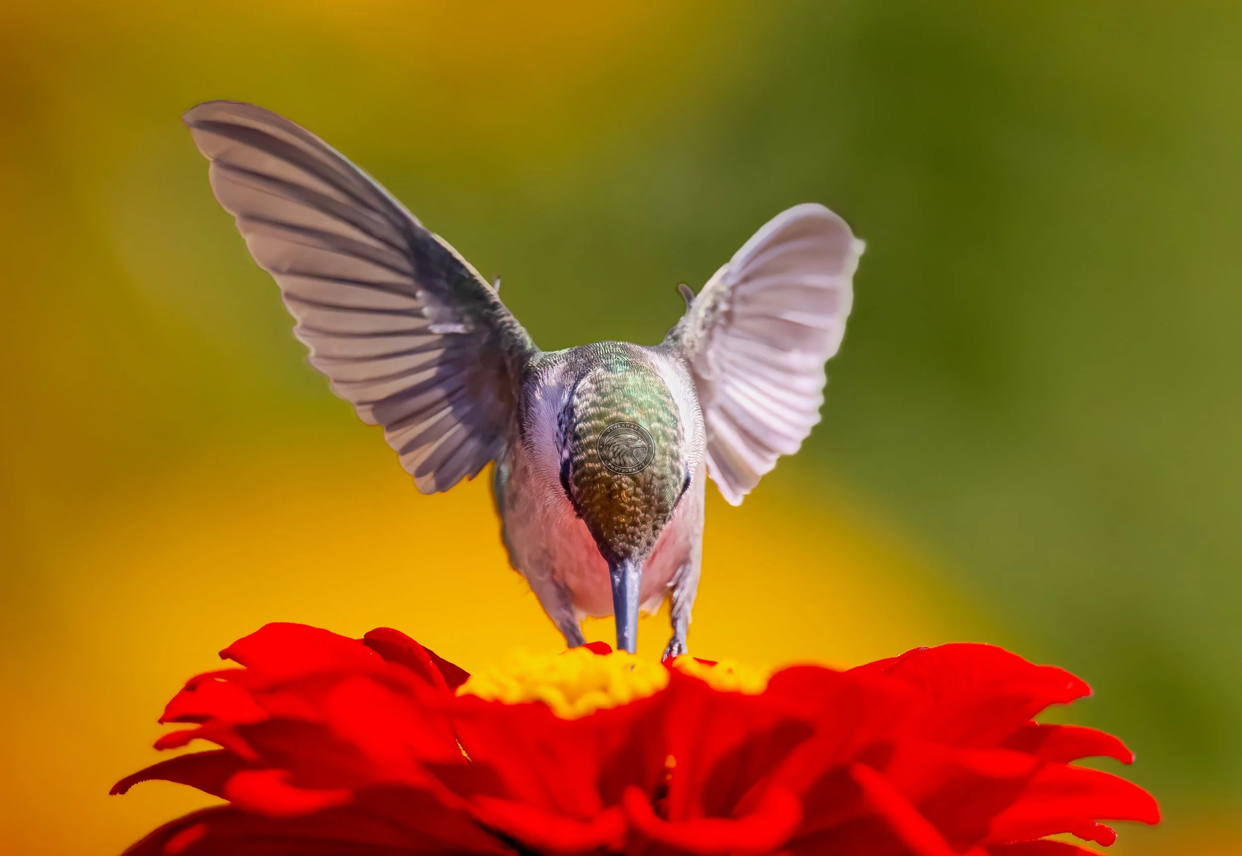 hummingbird82.jpg