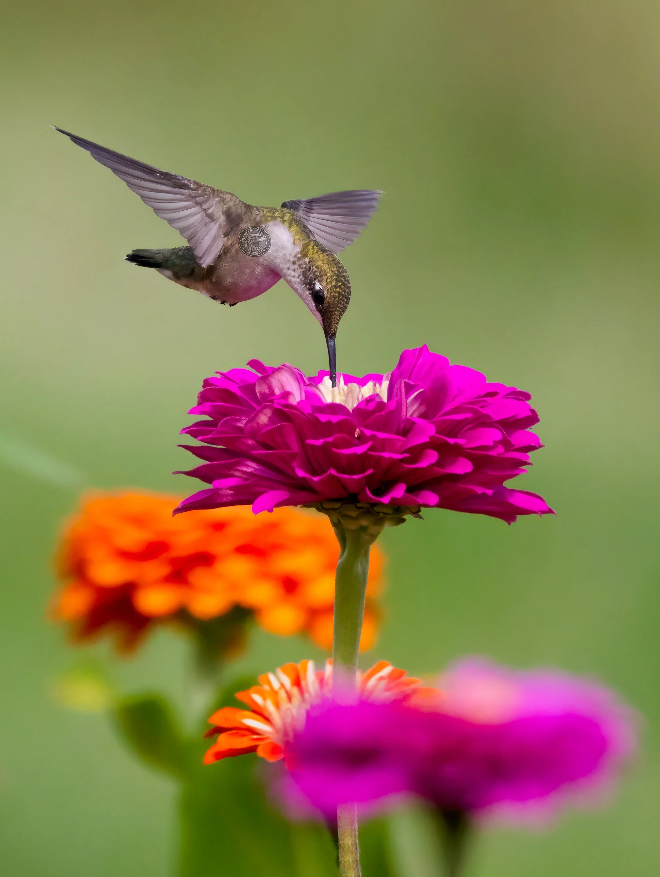 hummingbird75.jpg