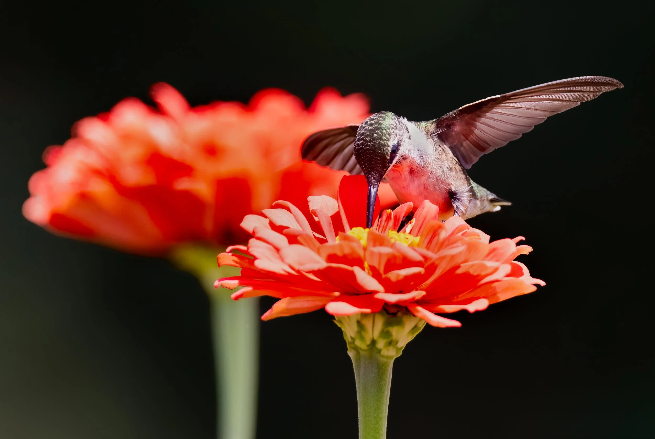 Hummingbirds