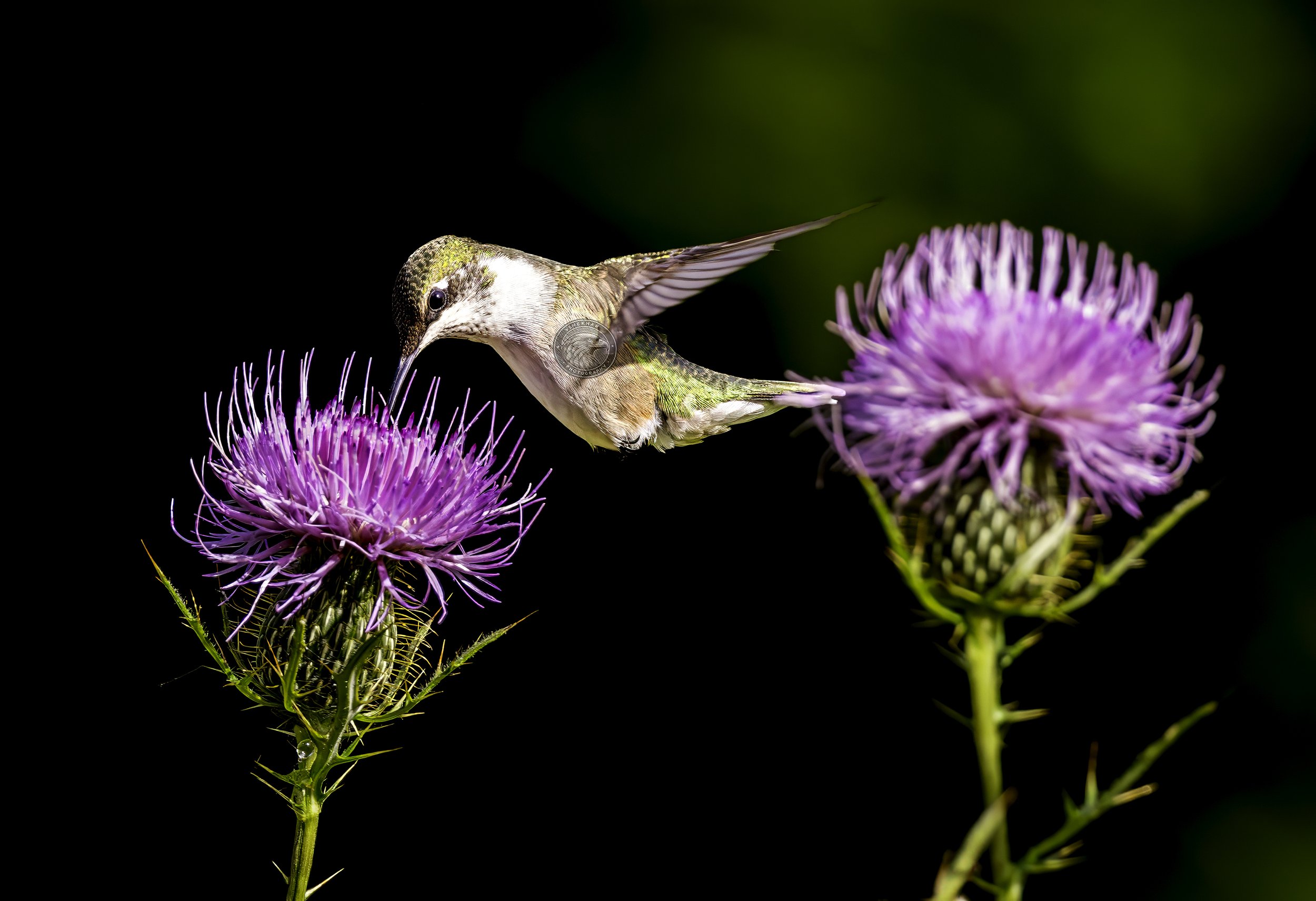 hummingbird62.jpg