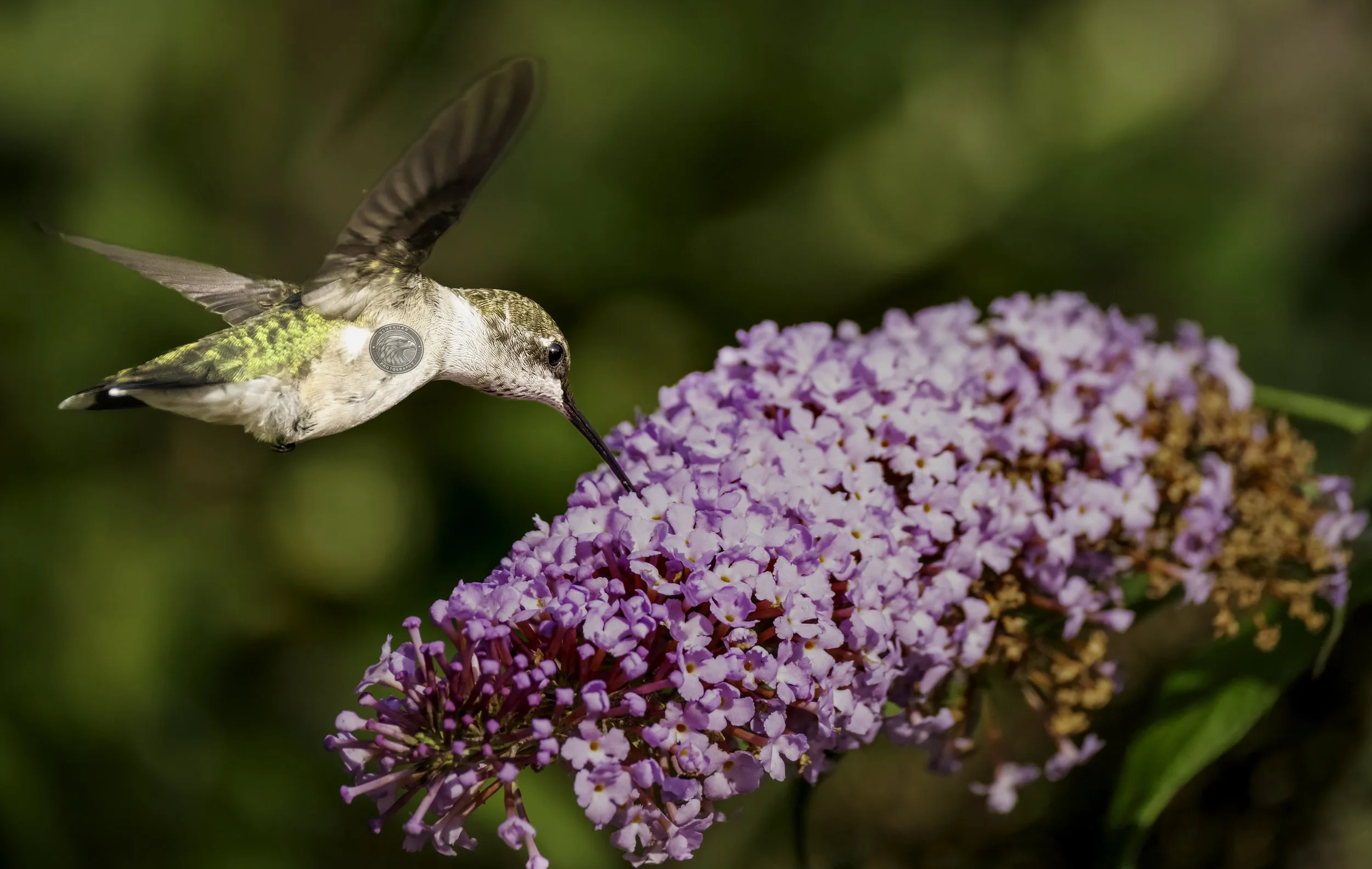 hummingbird67.jpg