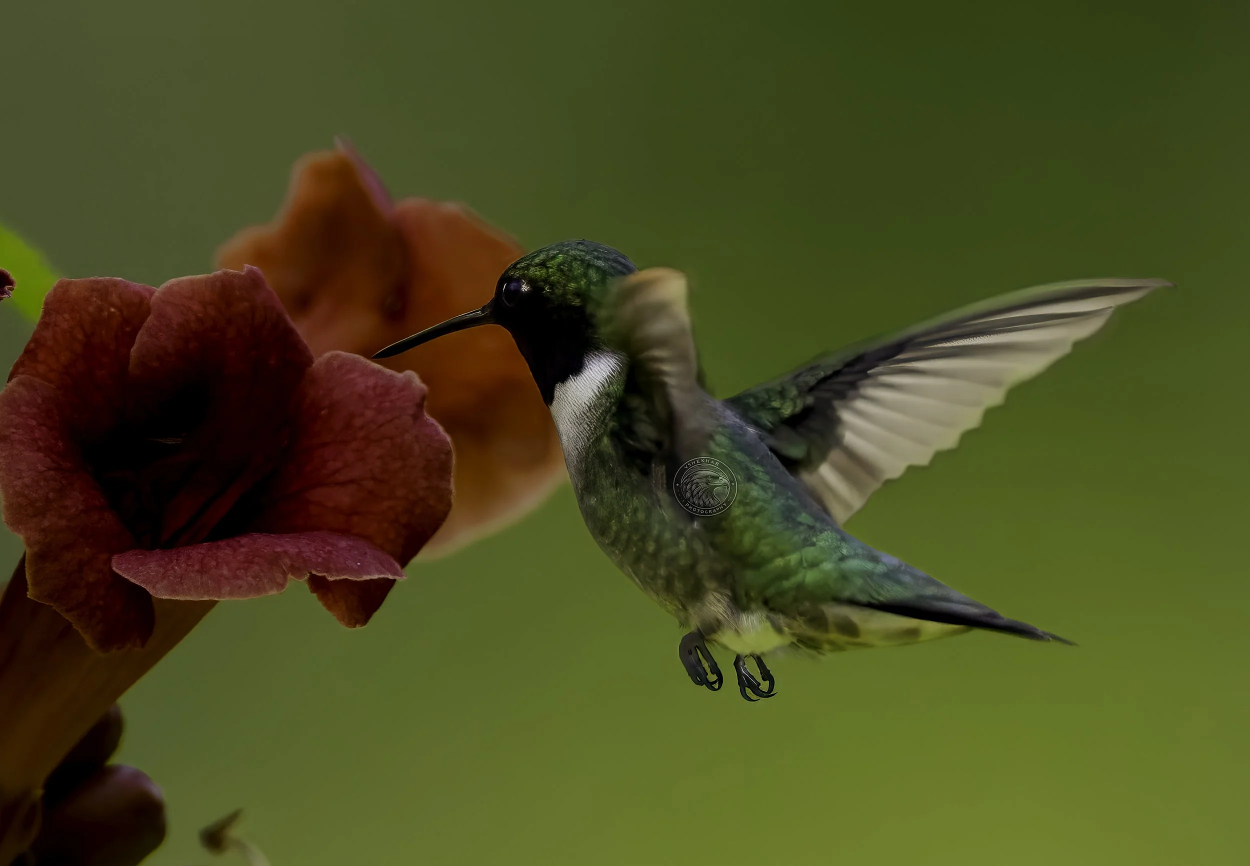 hummingbird34.jpg