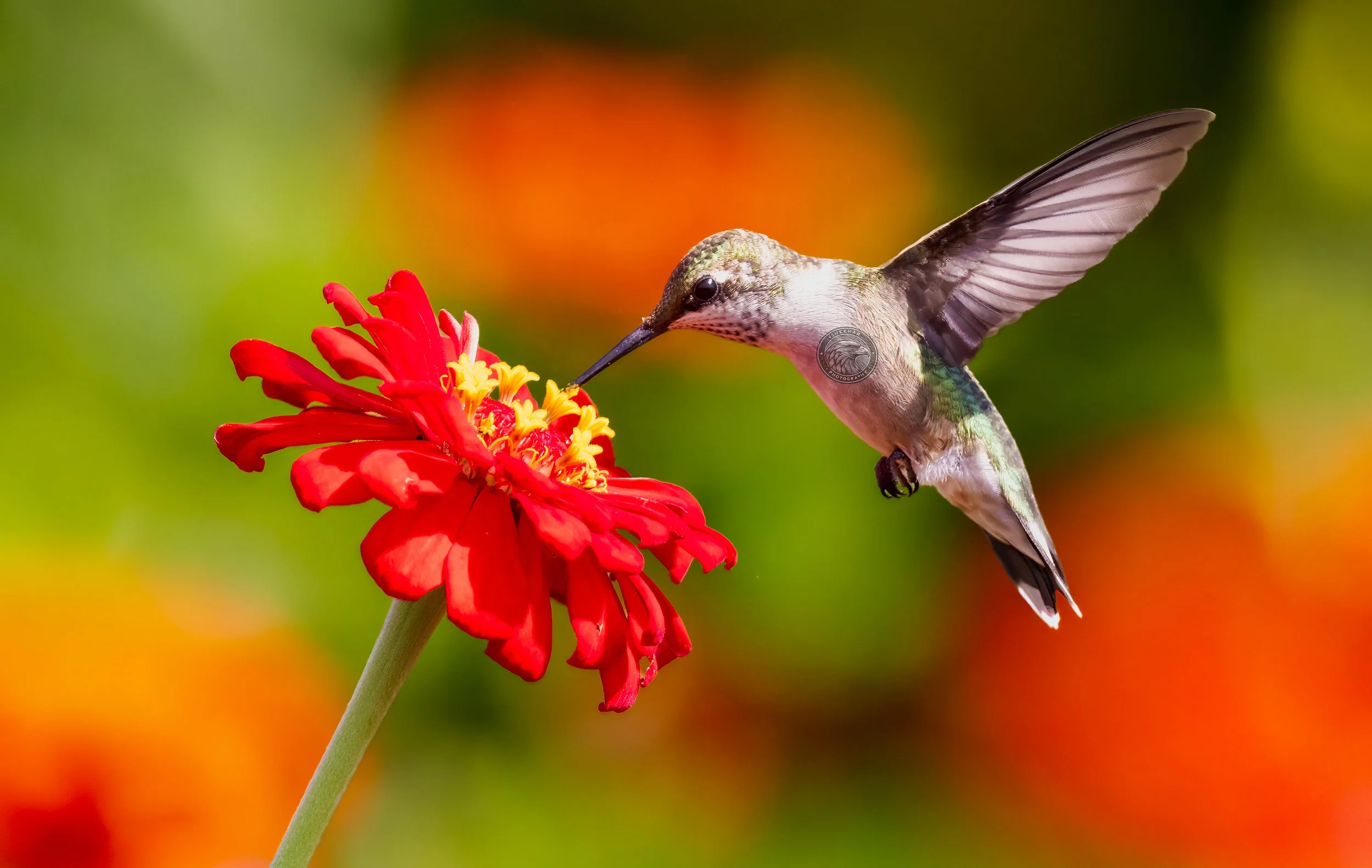 hummingbird79.jpg