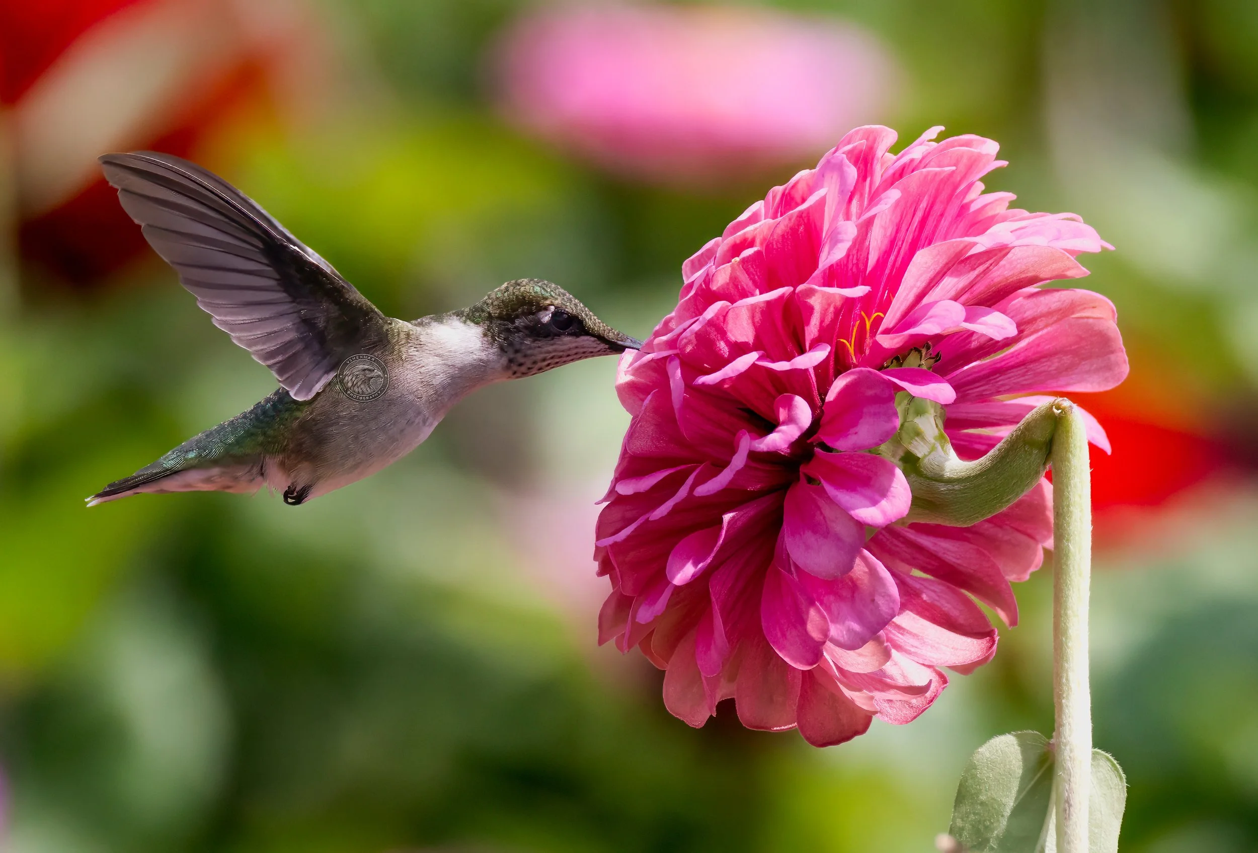 hummingbird76.jpg