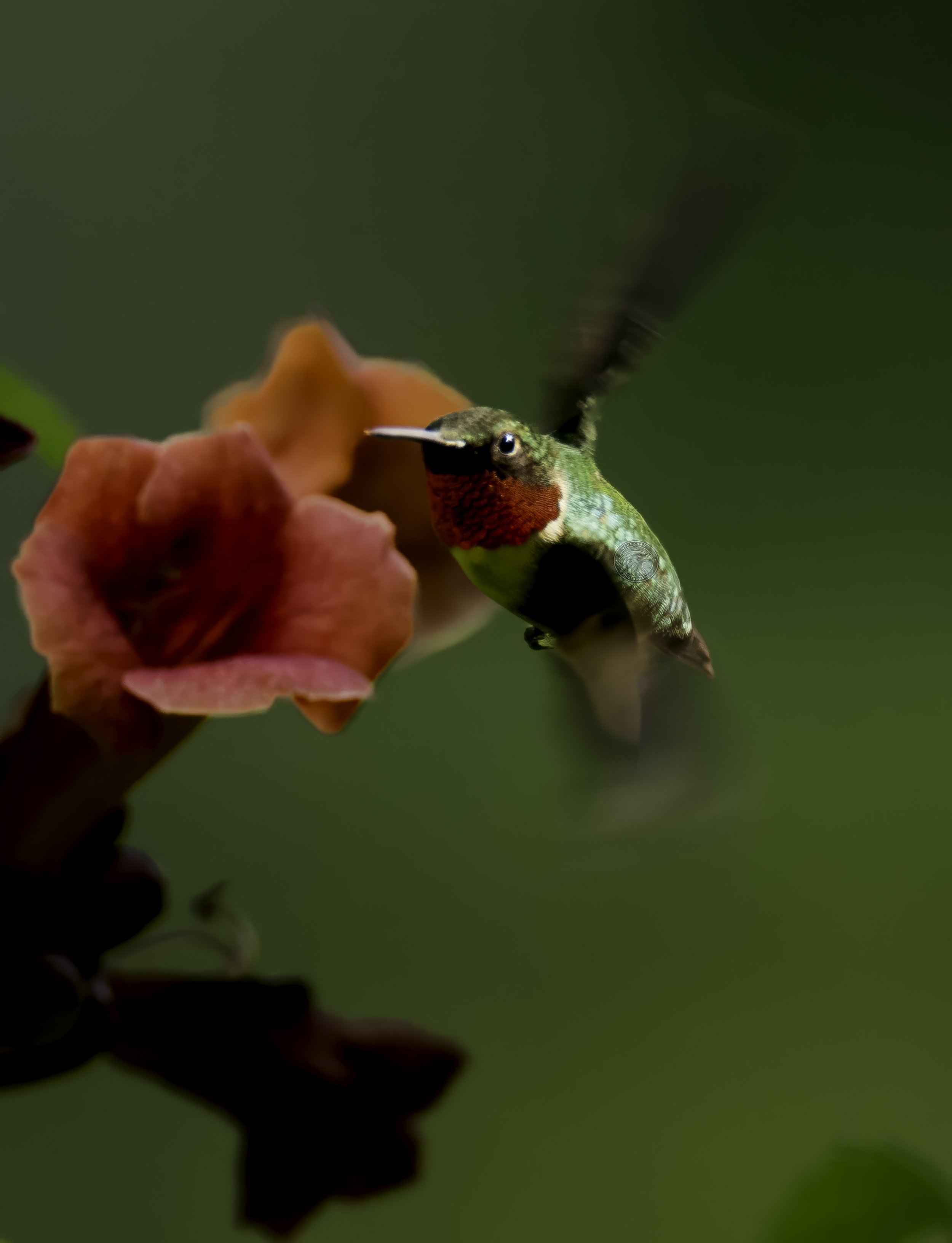 hummingbird38.jpg