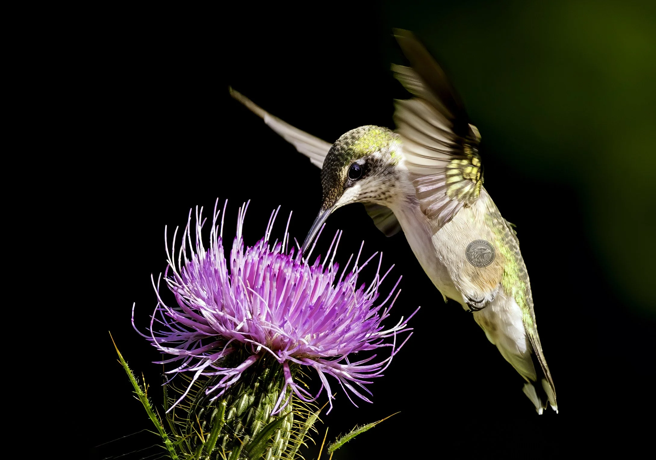 hummingbird61.jpg