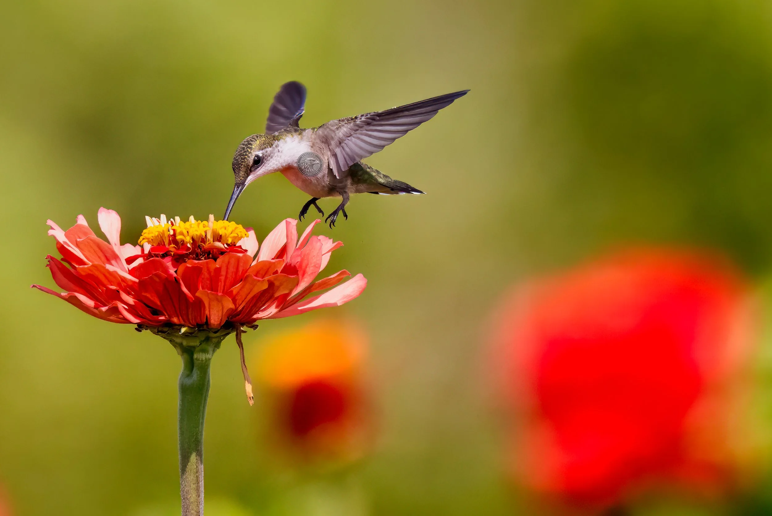 hummingbird77.jpg