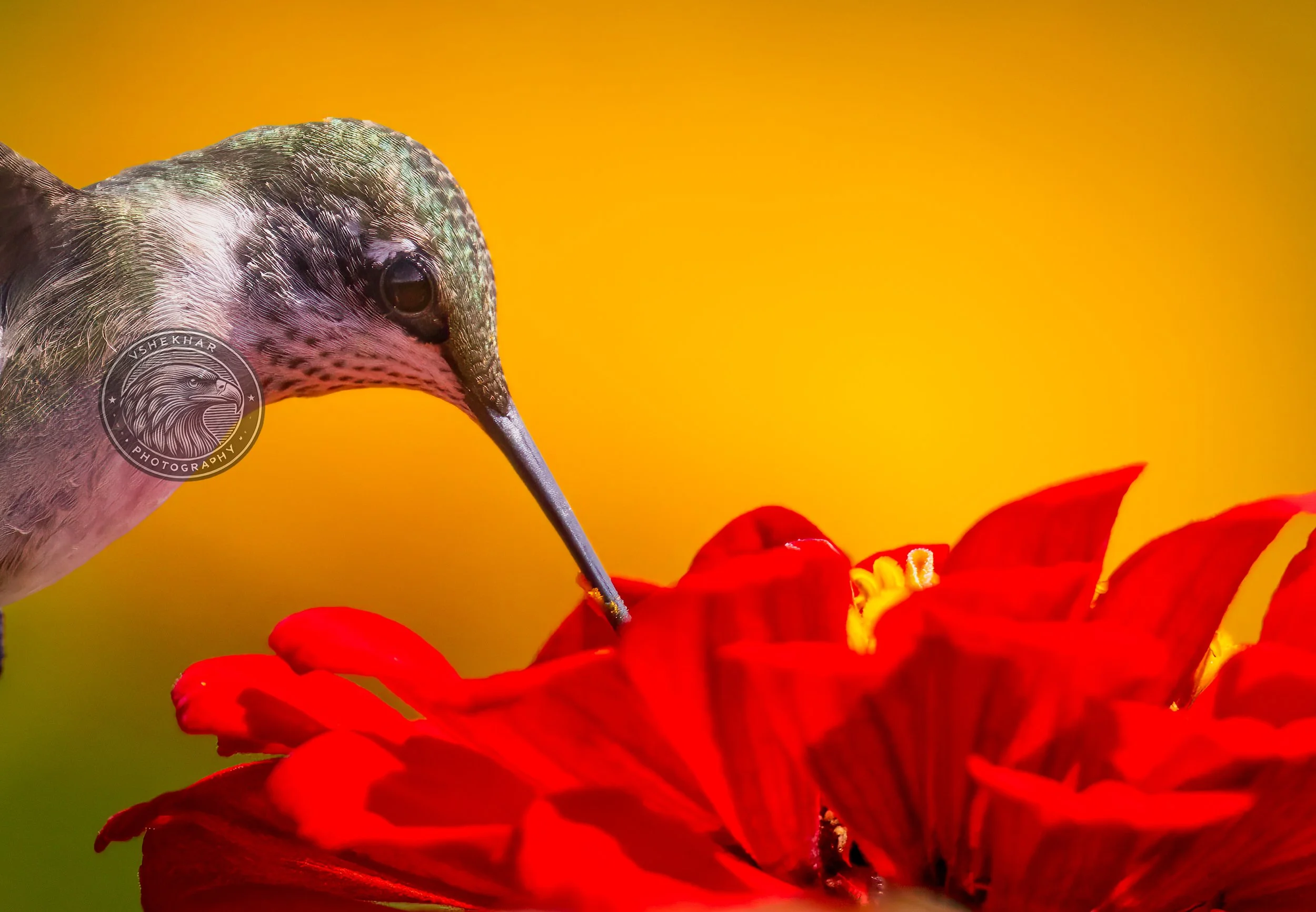 hummingbird81.jpg