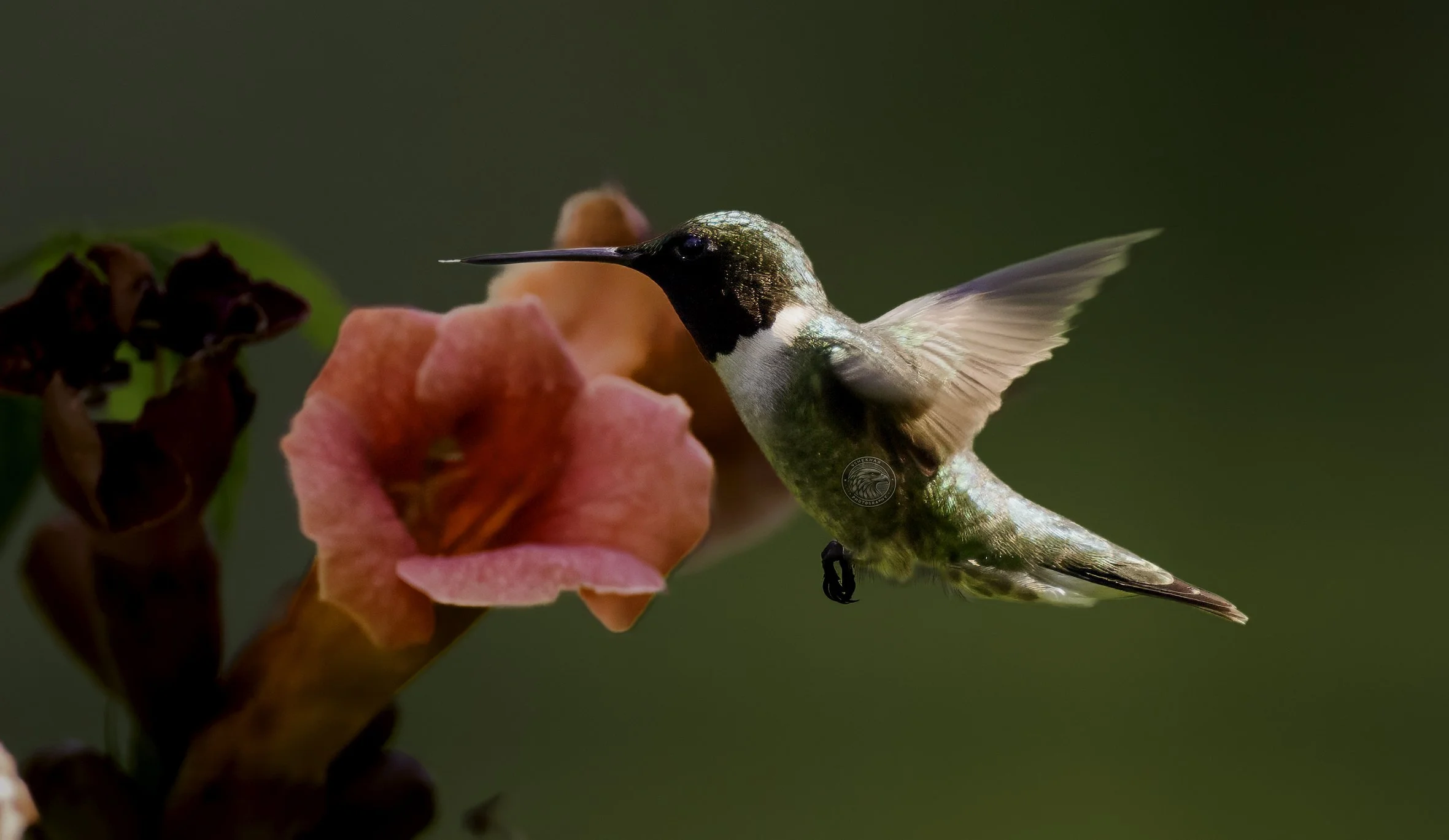 hummingbird37.jpg