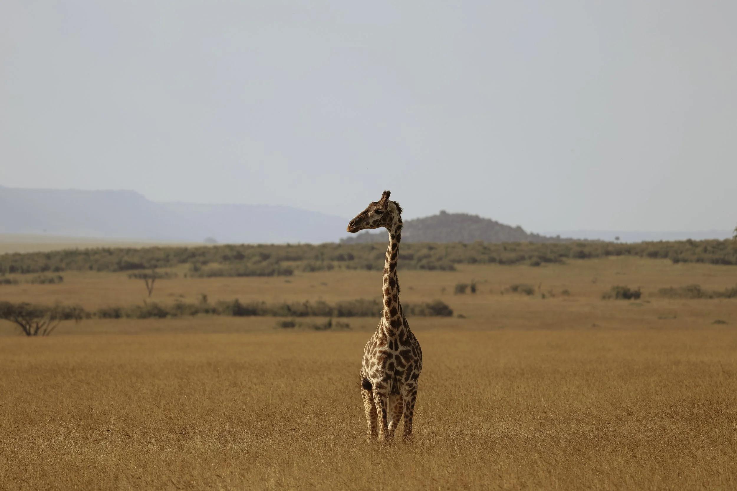 Africa Edits 2025-4.jpg