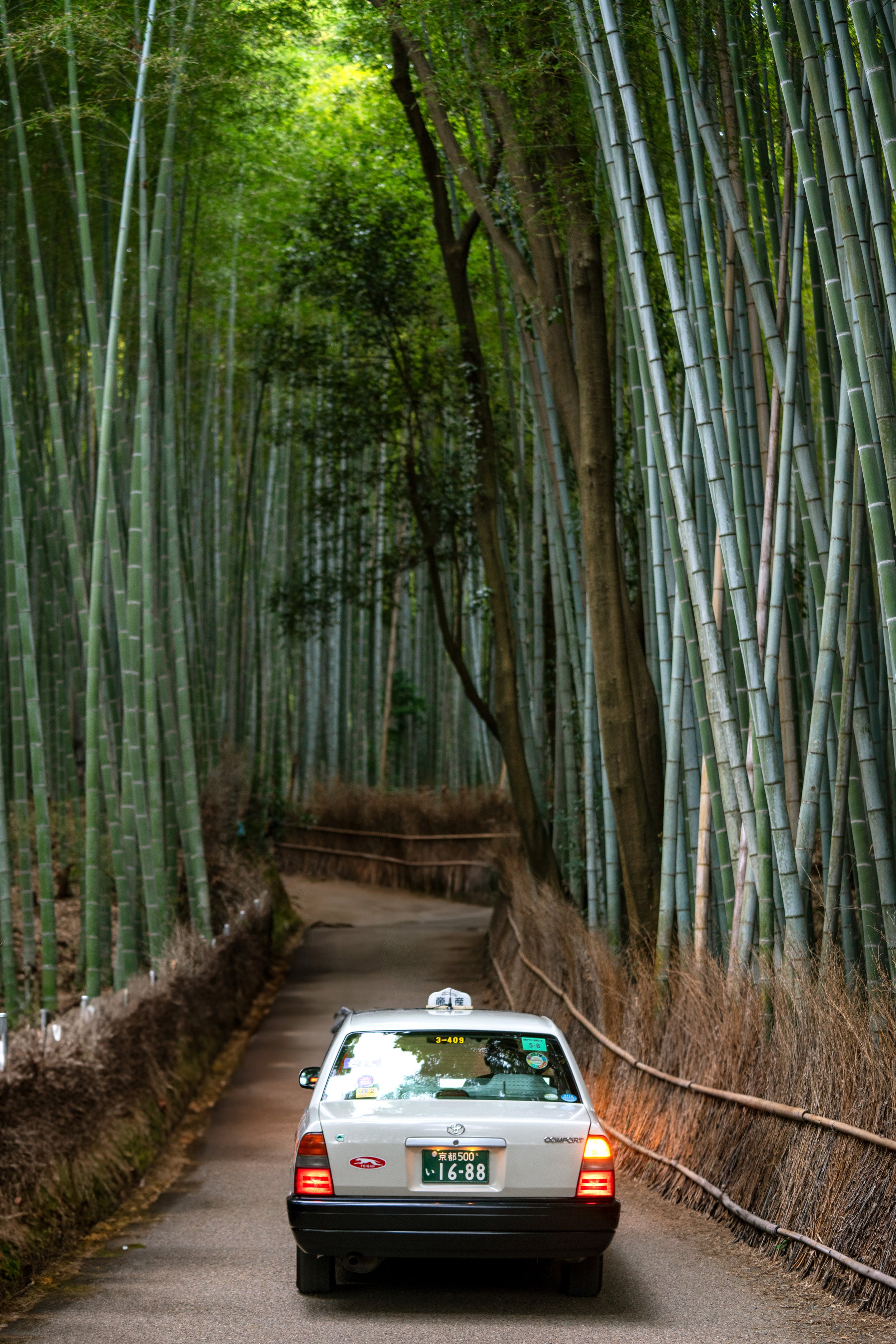 Into Bamboo.jpg