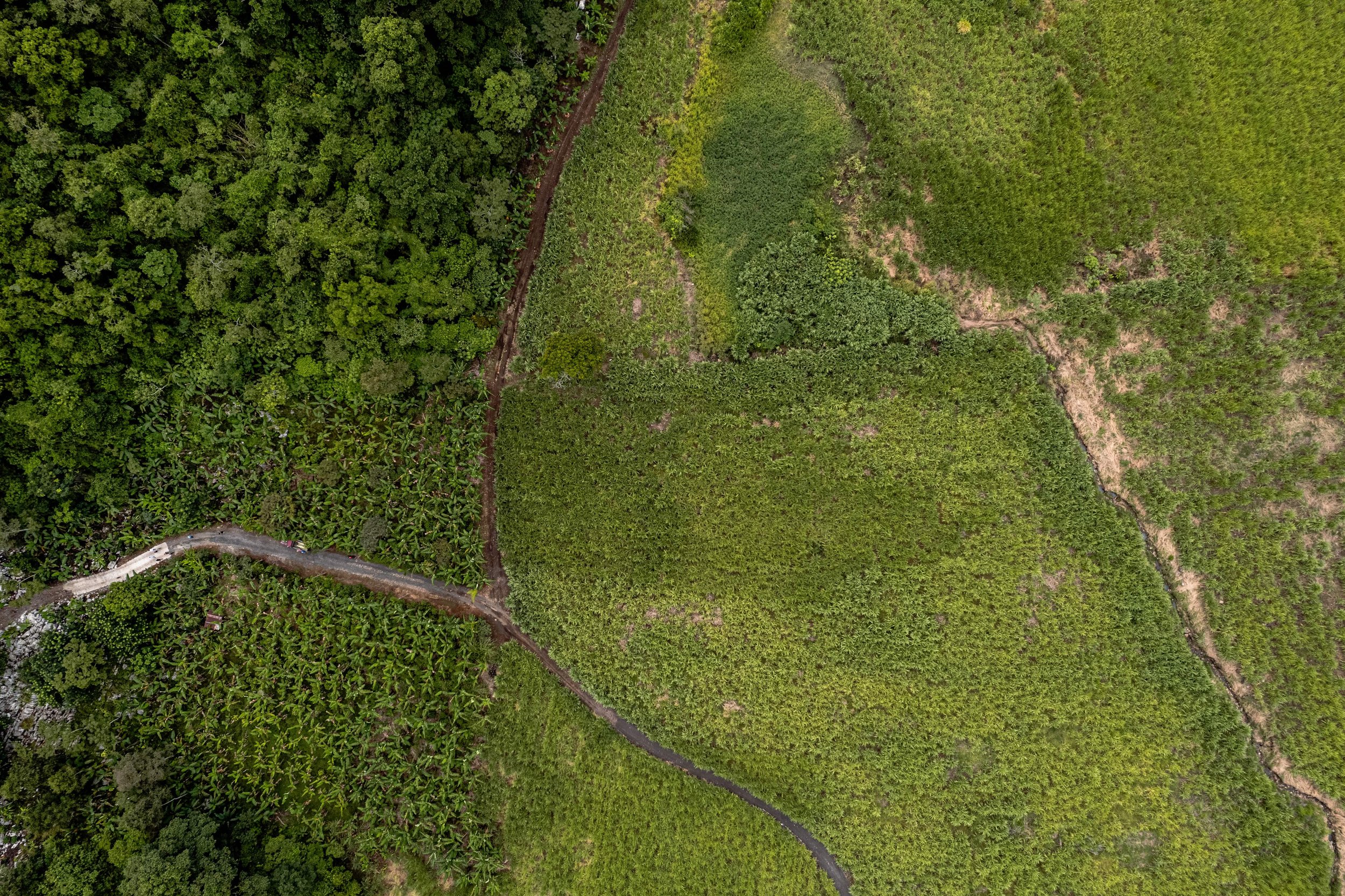 VeracruzCafetales_DJI_0601.jpeg