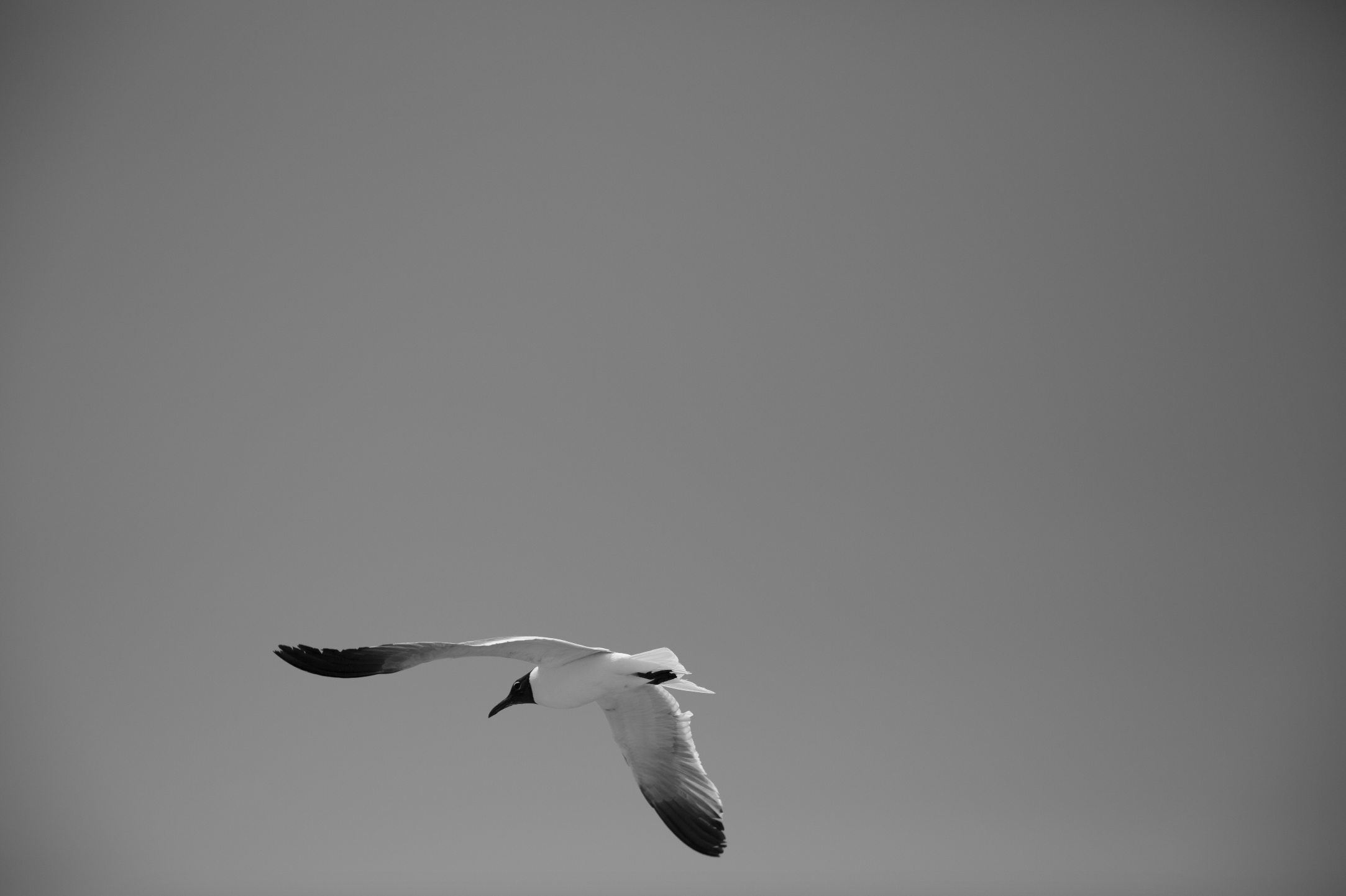 Screenshot 2024-11-28 at 5.23.55 p.m..png